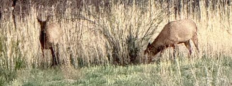 TBD Ashurst Area Fort Thomas AZ 85536