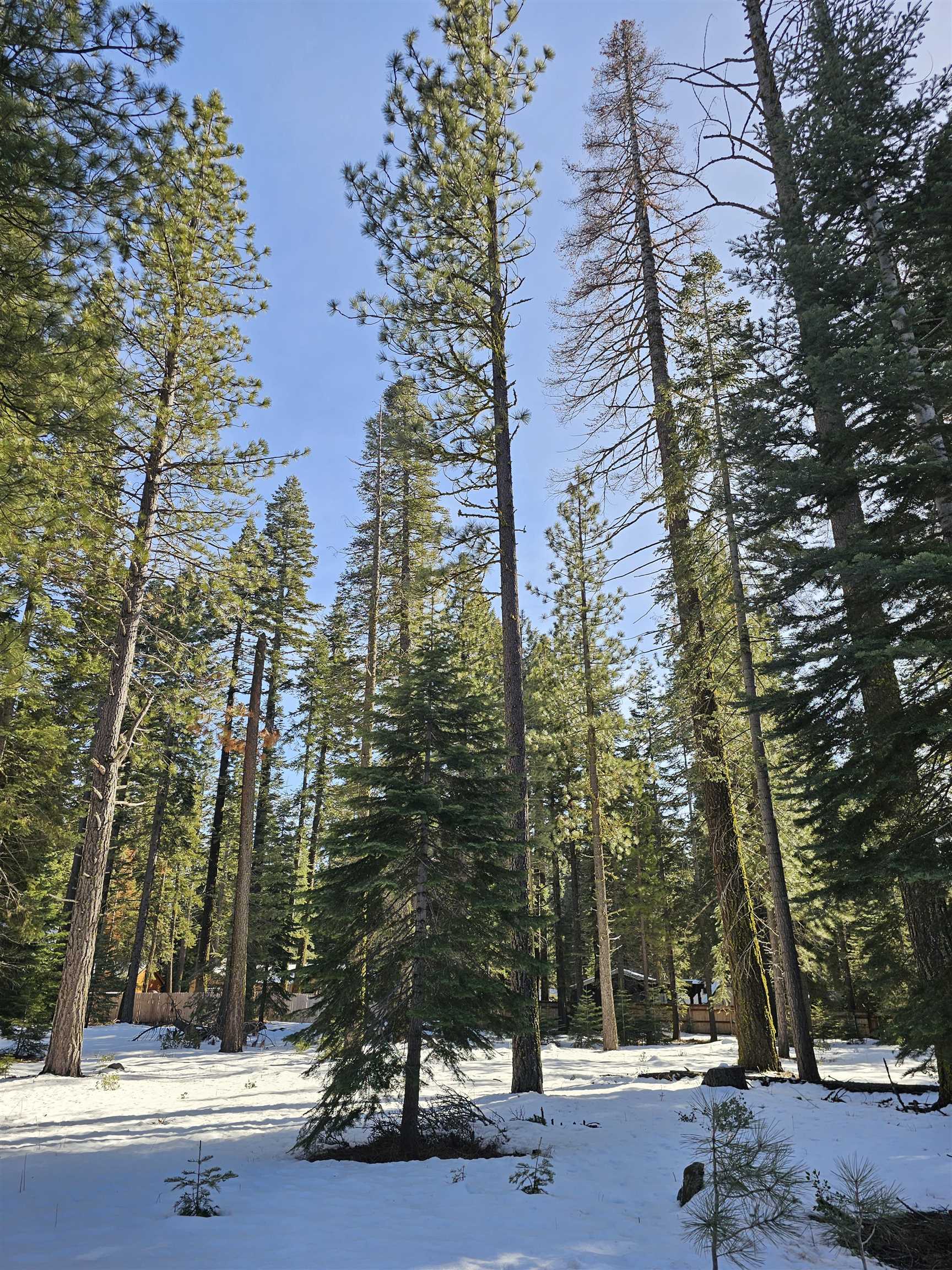 Clear Creek, California 96137, United States, ,Commercial,Active,514