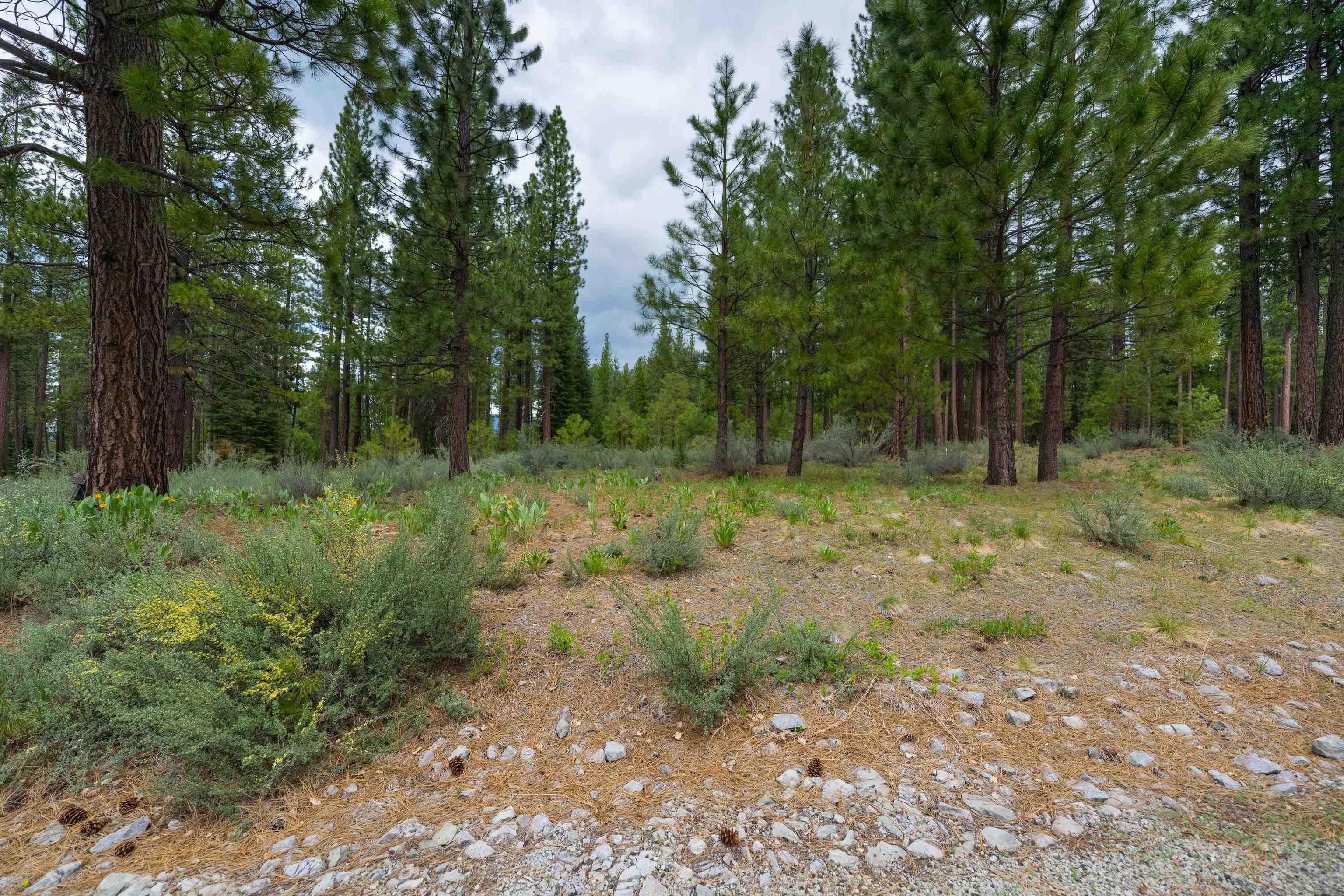 573 Bobcat Trail, Clio, New Mexico image 1