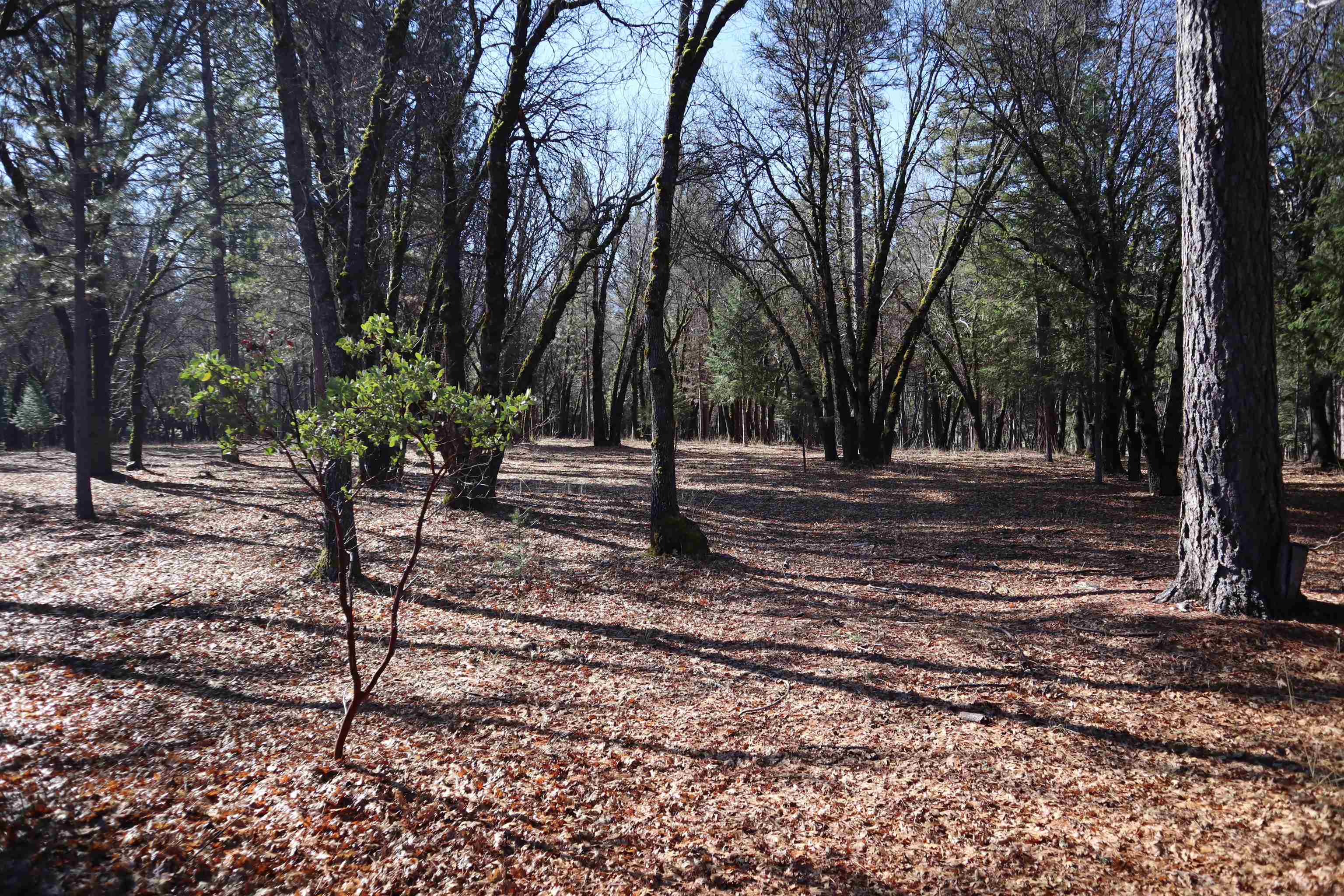 95 Mesa Drive, Quincy, Texas image 3