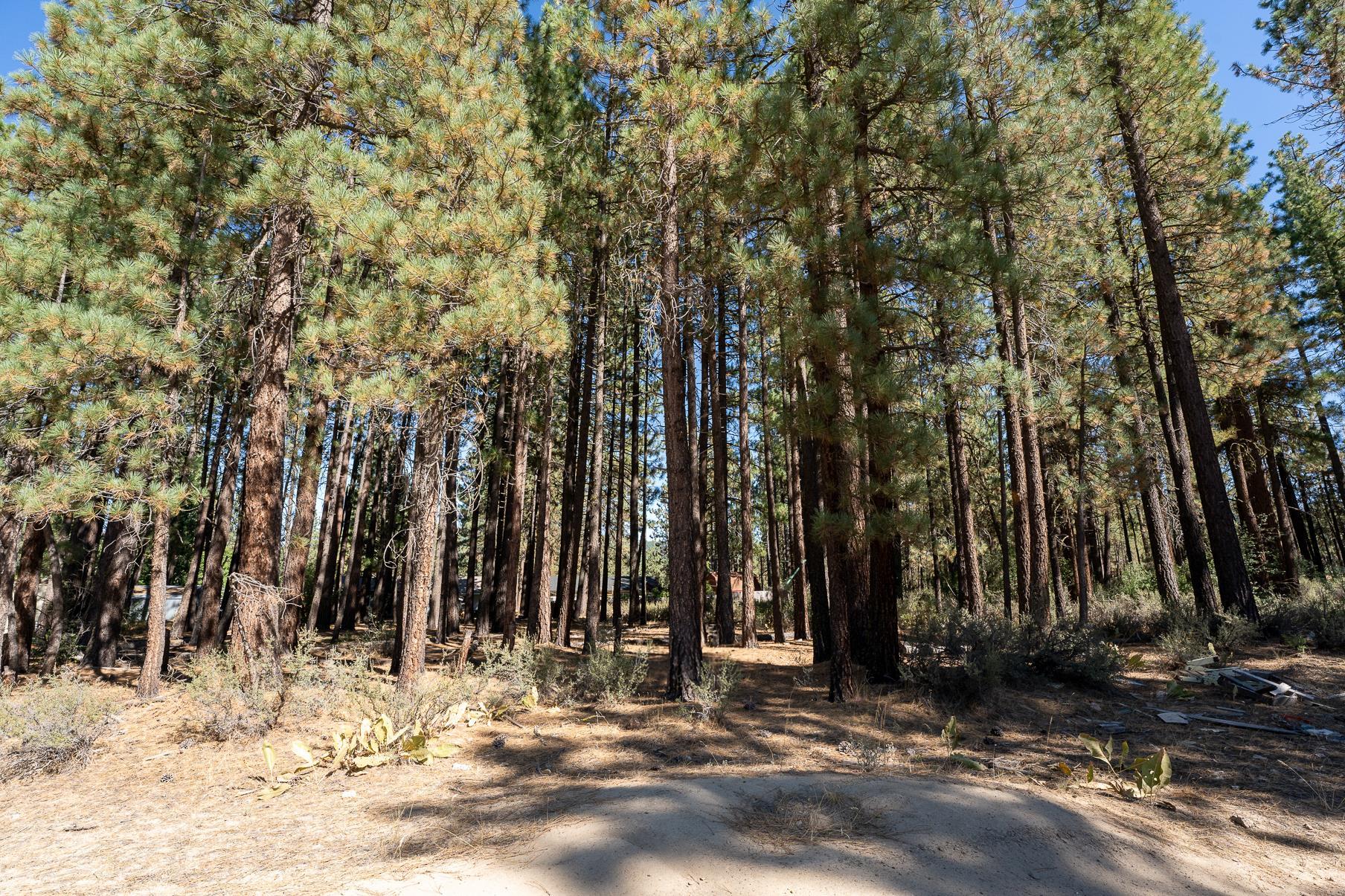 149 Otter Way, Portola, California image 2
