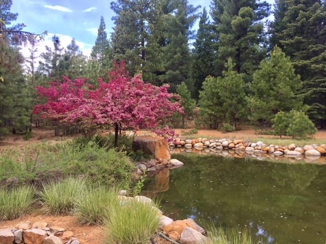 115 Foxhollow Drive, Lake Almanor, Texas image 12