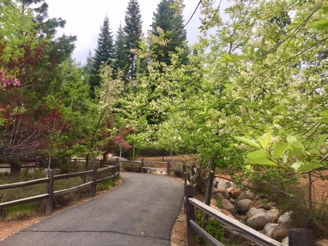 115 Foxhollow Drive, Lake Almanor, Texas image 6