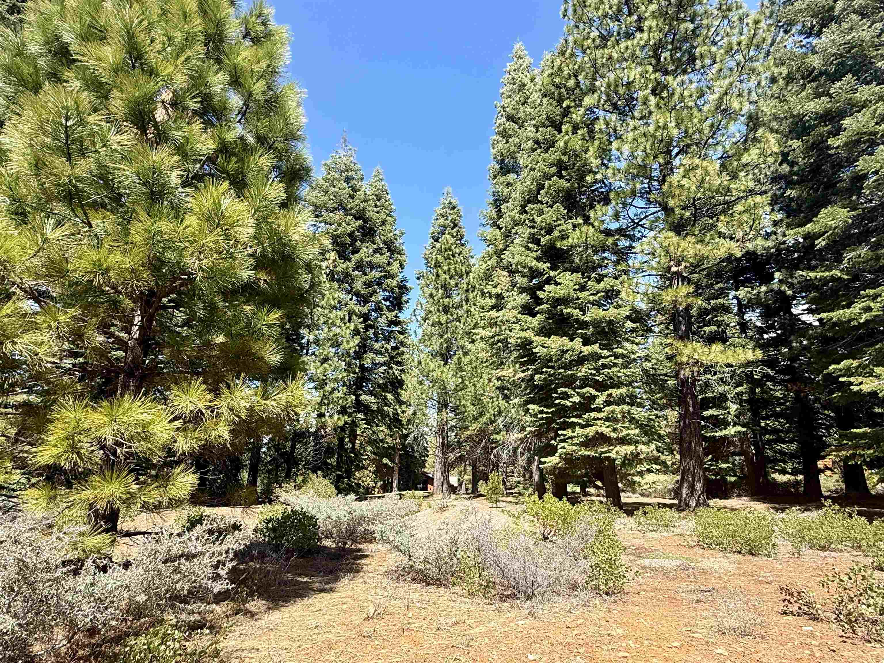 279 Gateway Drive, Lake Almanor, Texas image 1