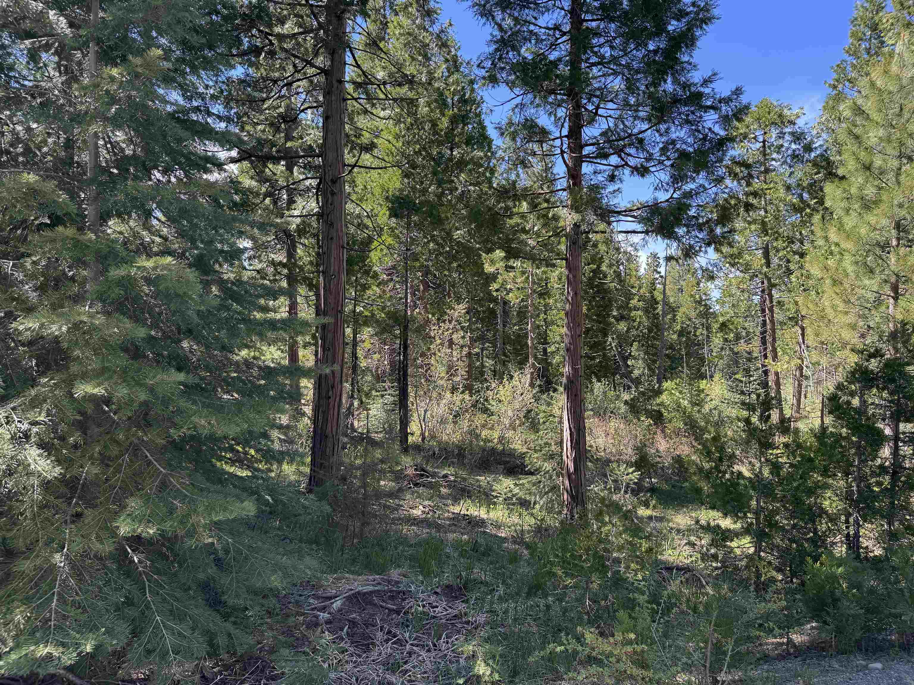 Prattville, California 95923, United States, ,Land,Active,128030