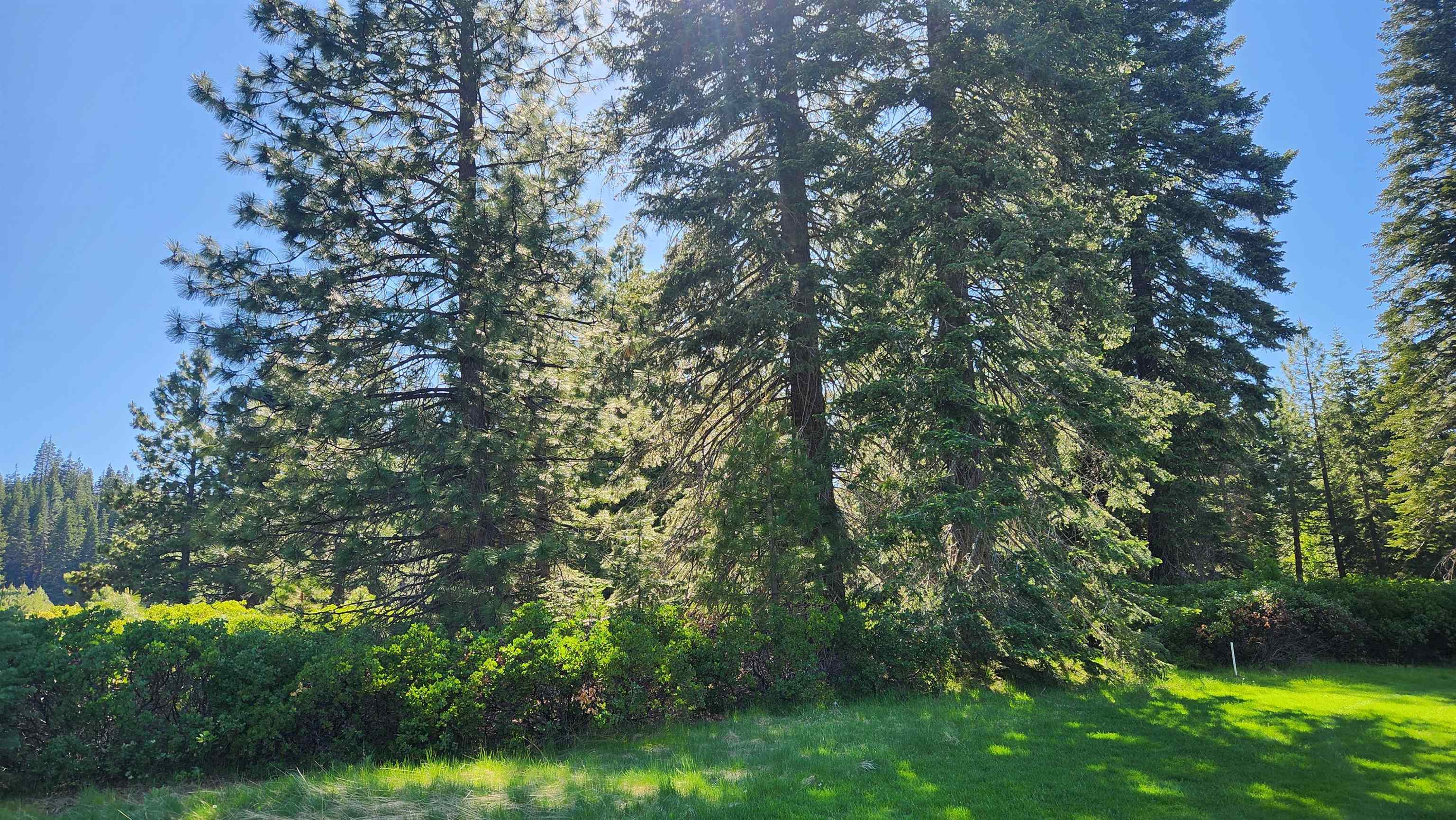 417 Dinsmore Drive, Lake Almanor, Texas image 13