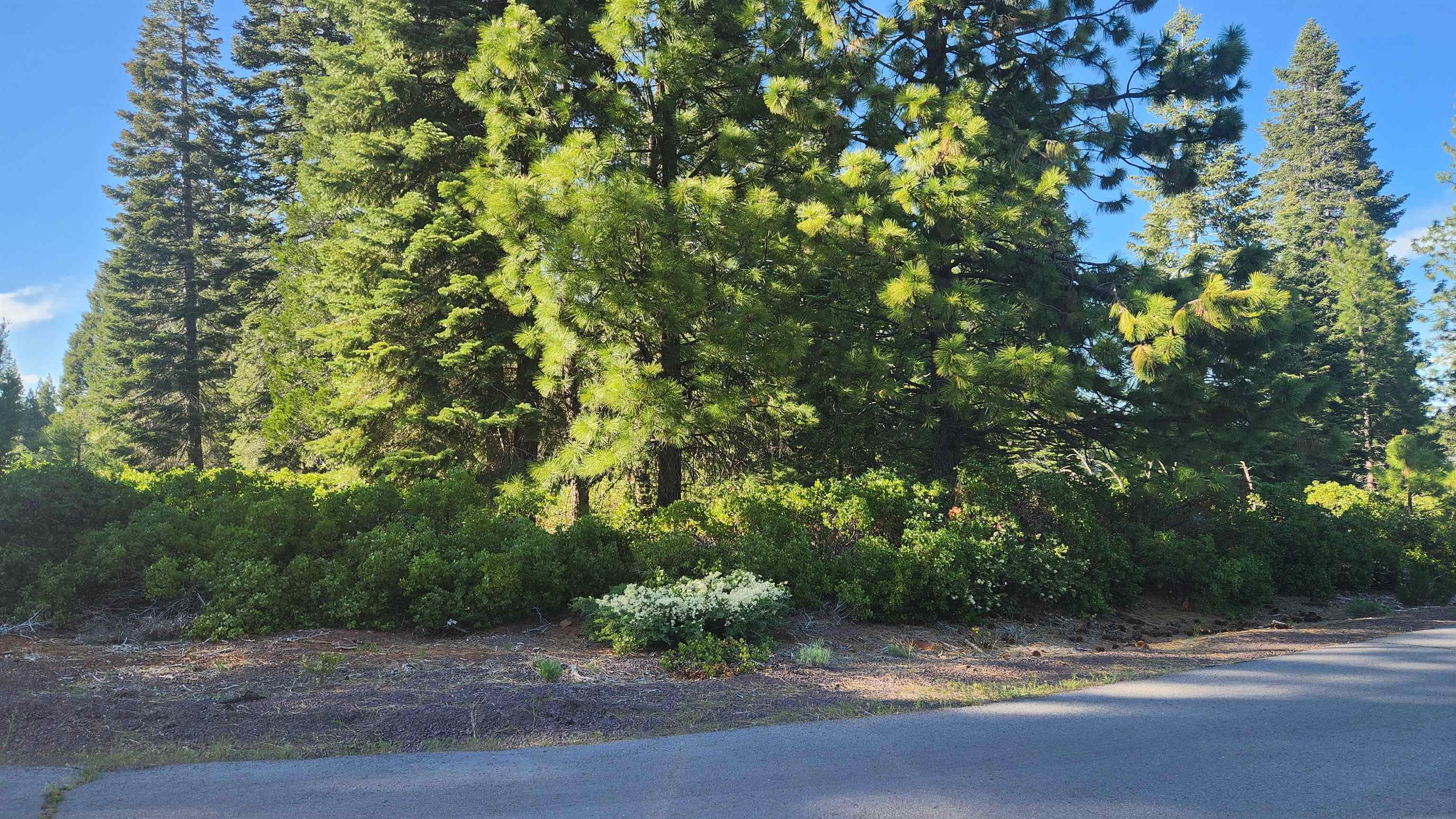 417 Dinsmore Drive, Lake Almanor, Texas image 4