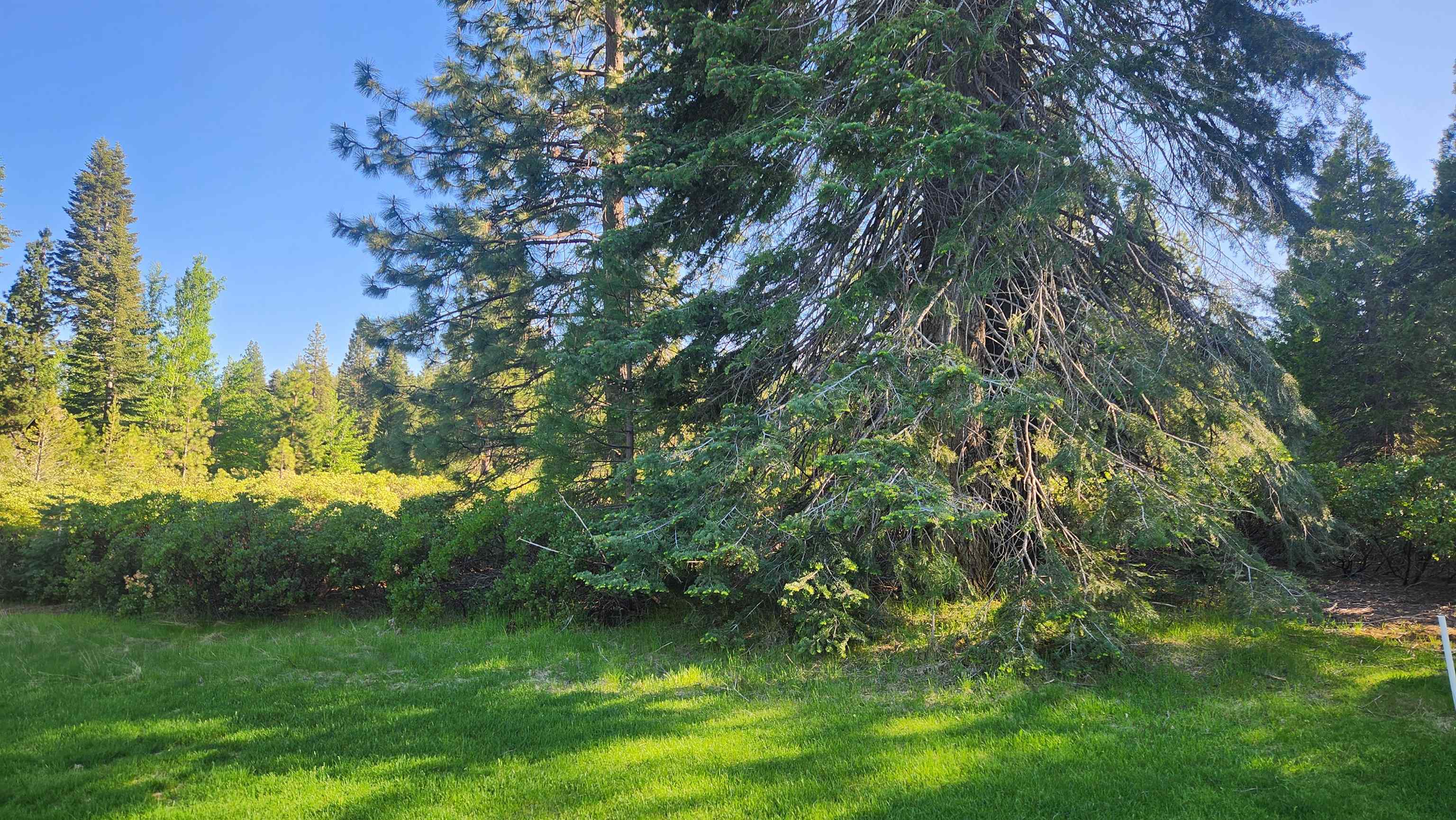 417 Dinsmore Drive, Lake Almanor, Texas image 5