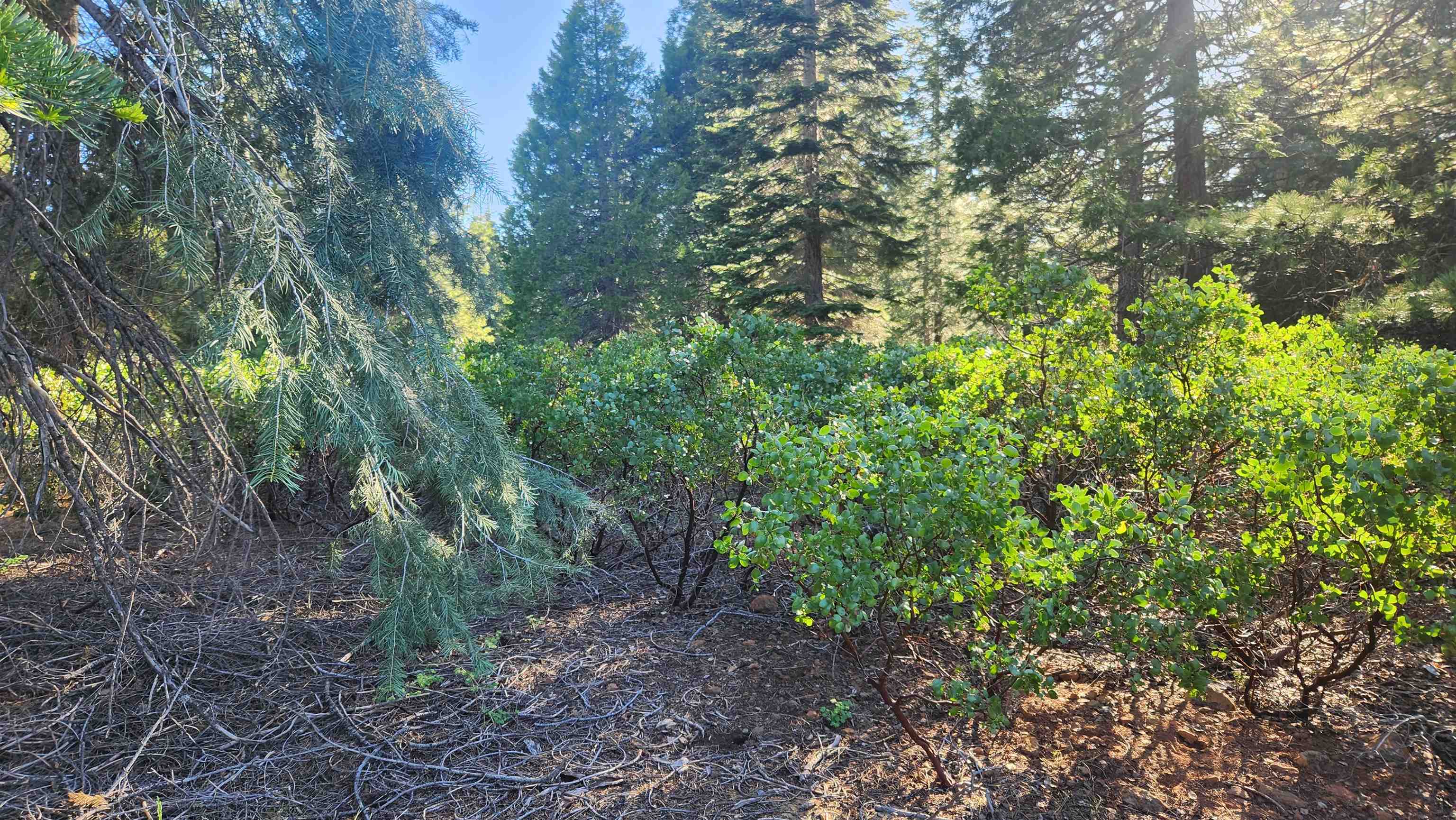 417 Dinsmore Drive, Lake Almanor, Texas image 16