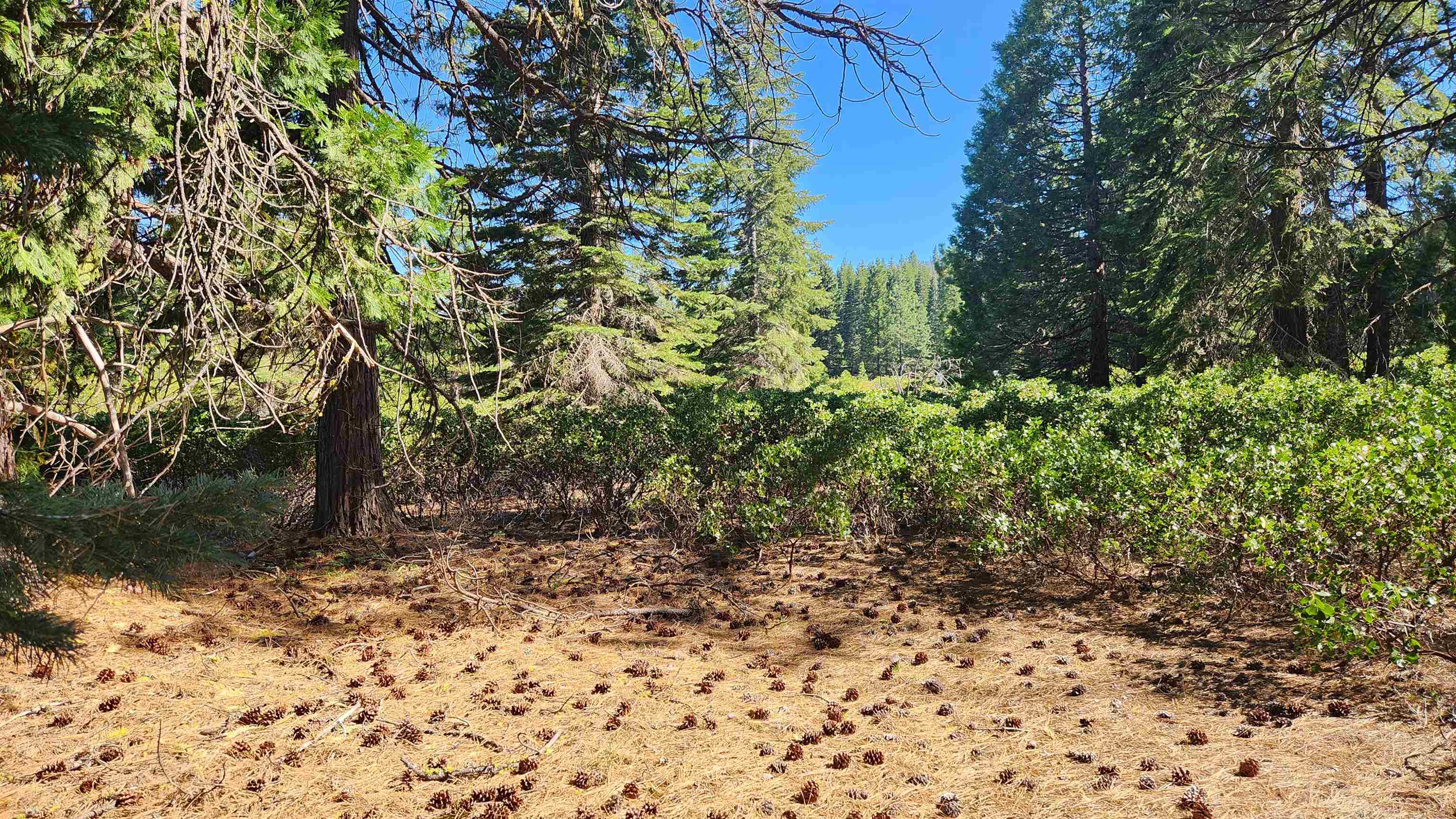 417 Dinsmore Drive, Lake Almanor, Texas image 7