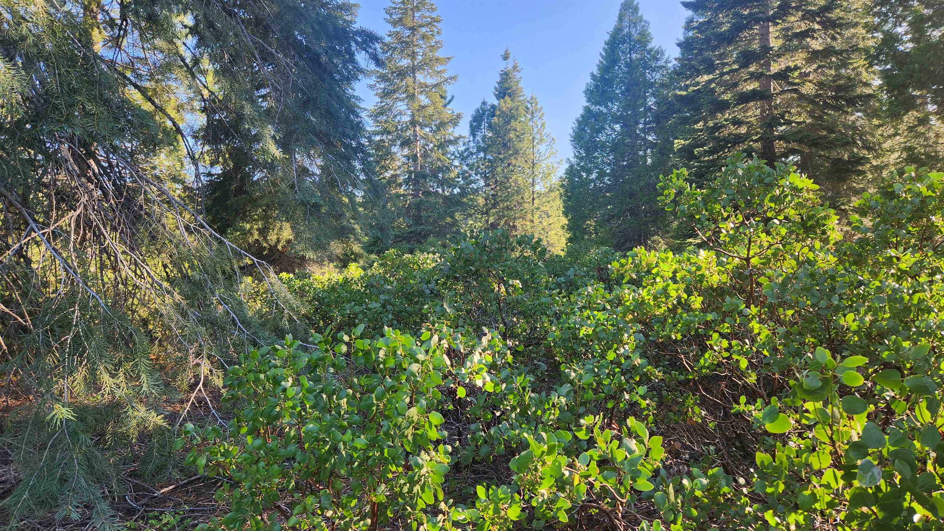 417 Dinsmore Drive, Lake Almanor, Texas image 15