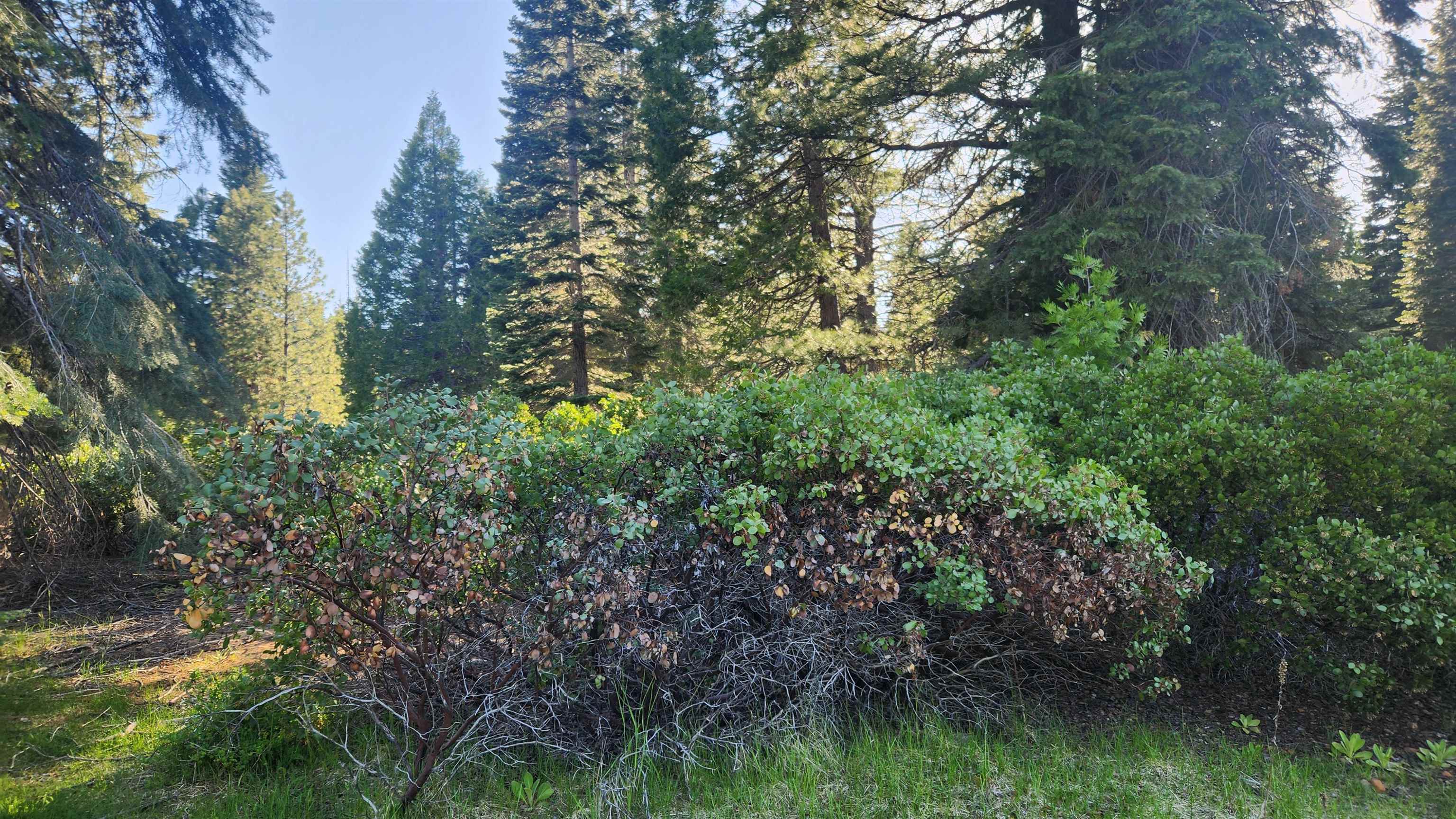 417 Dinsmore Drive, Lake Almanor, Texas image 6