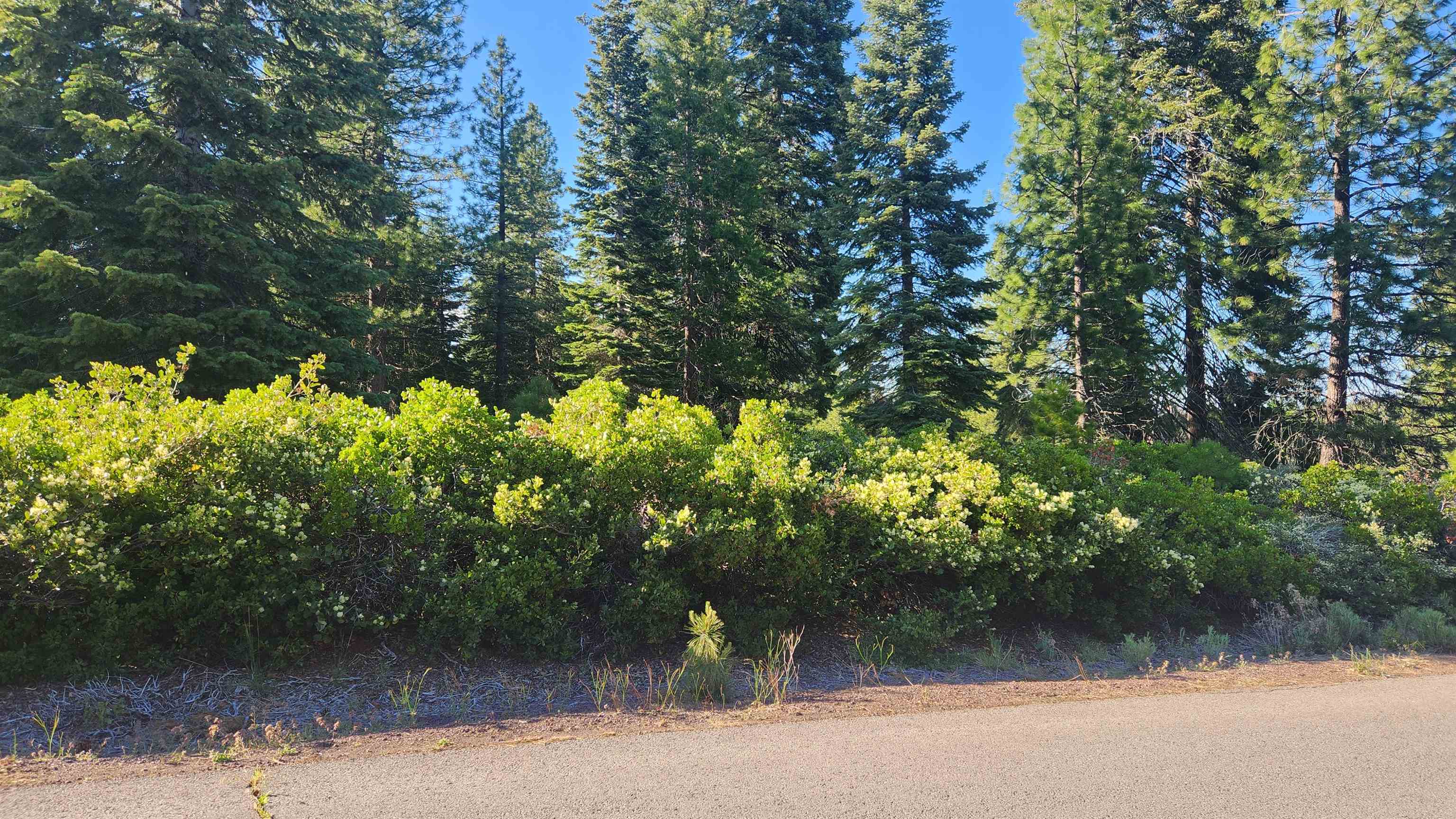417 Dinsmore Drive, Lake Almanor, Texas image 12