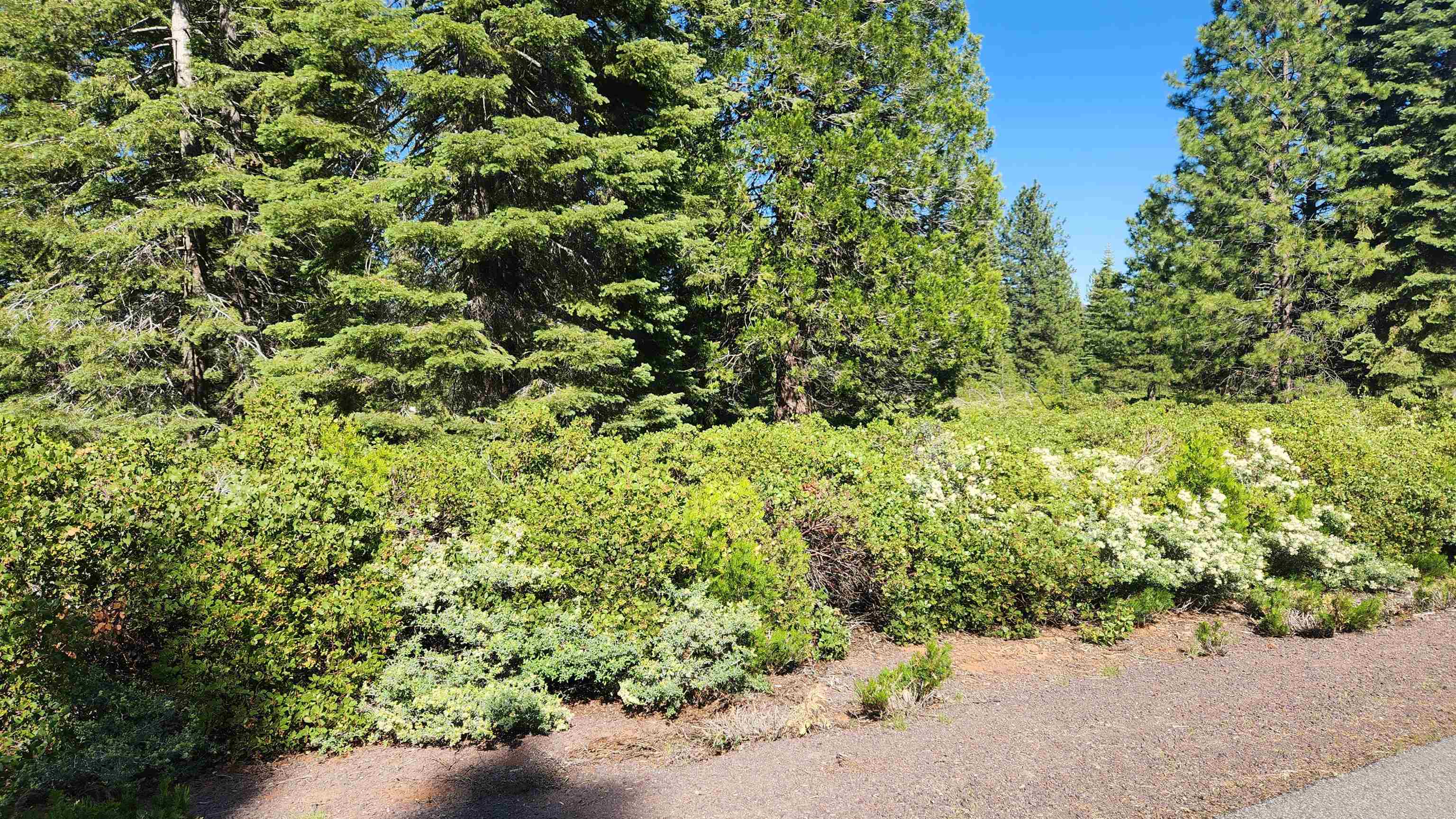 417 Dinsmore Drive, Lake Almanor, Texas image 8