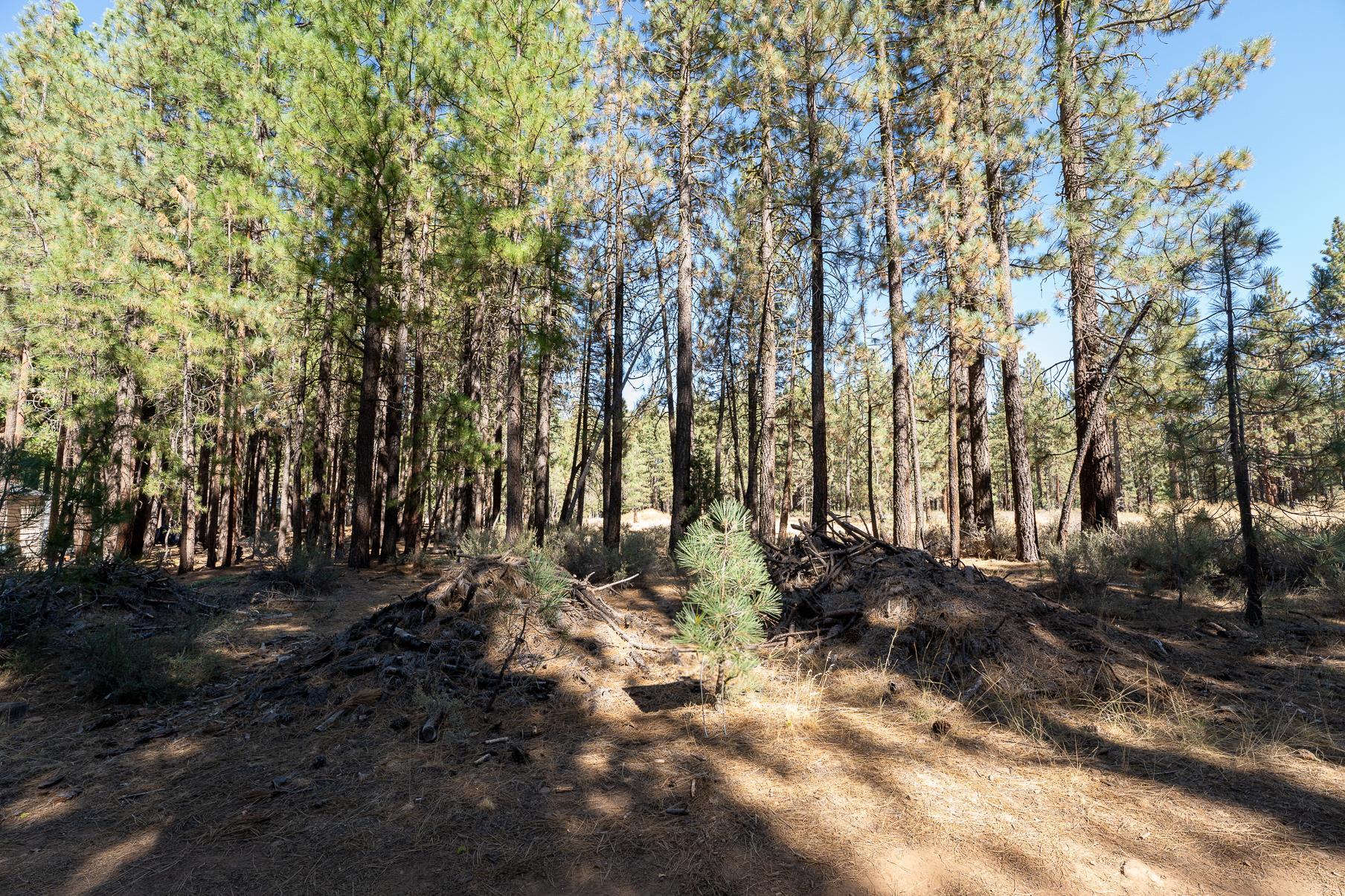 247 Bear Way, Portola, California image 2