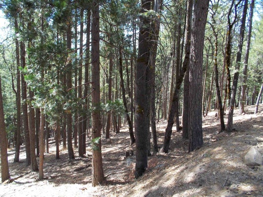 2053 BUCKHORN TRL, QUINCY, CA 95971 - Image 41ae7e72be5afdee93bb36a3338e46eb/1915229619