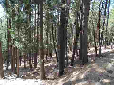 Vacant Land For Sale - 2053 Buckhorn Circle<br/> Quincy, CA 95971