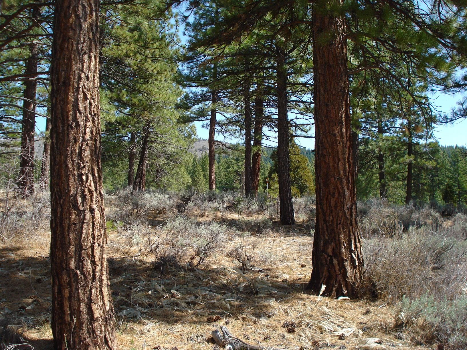 404 Blacktail Ridge, Portola, New Mexico image 6