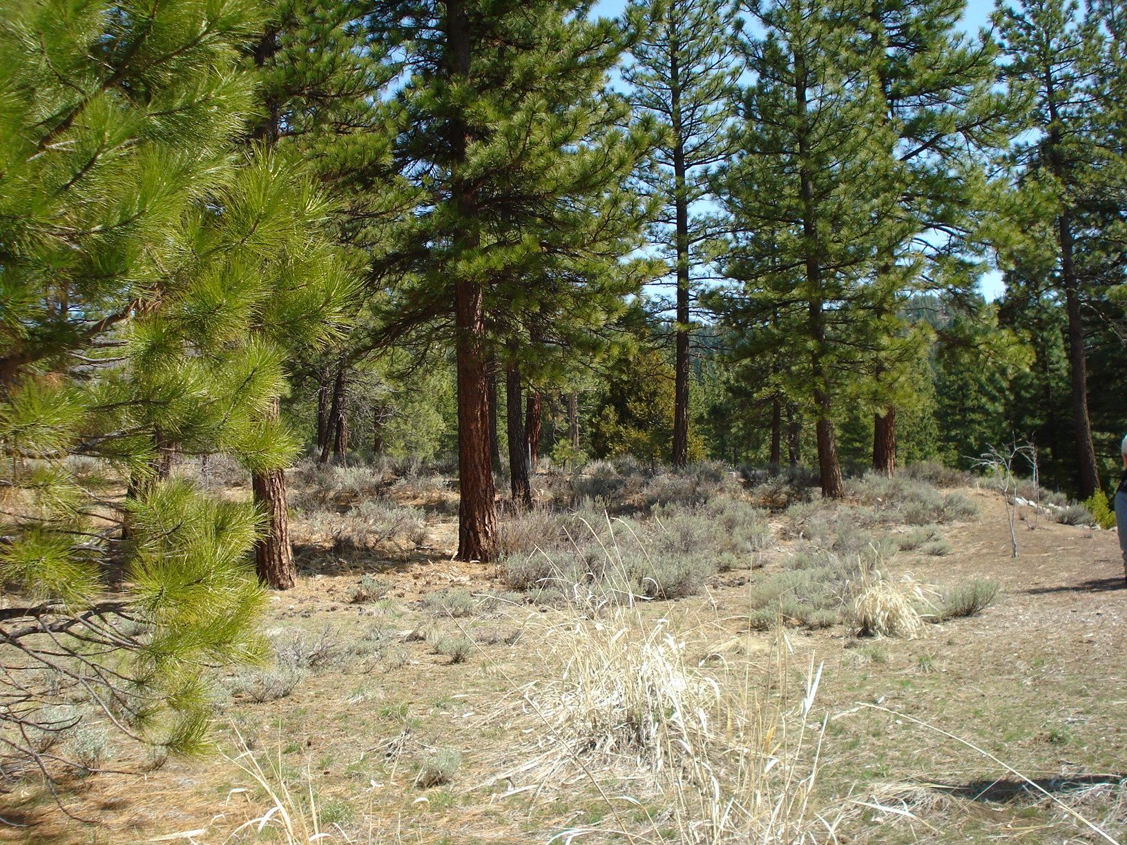 404 Blacktail Ridge, Portola, New Mexico image 5