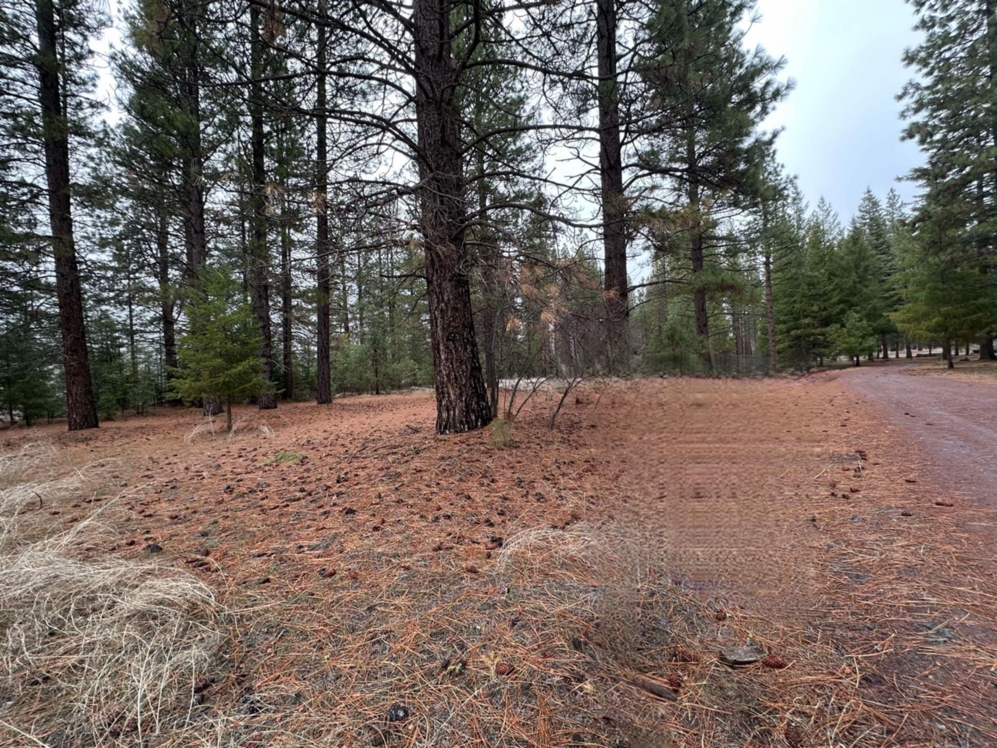 218 Back Acres Court, Taylorsville, California image 9