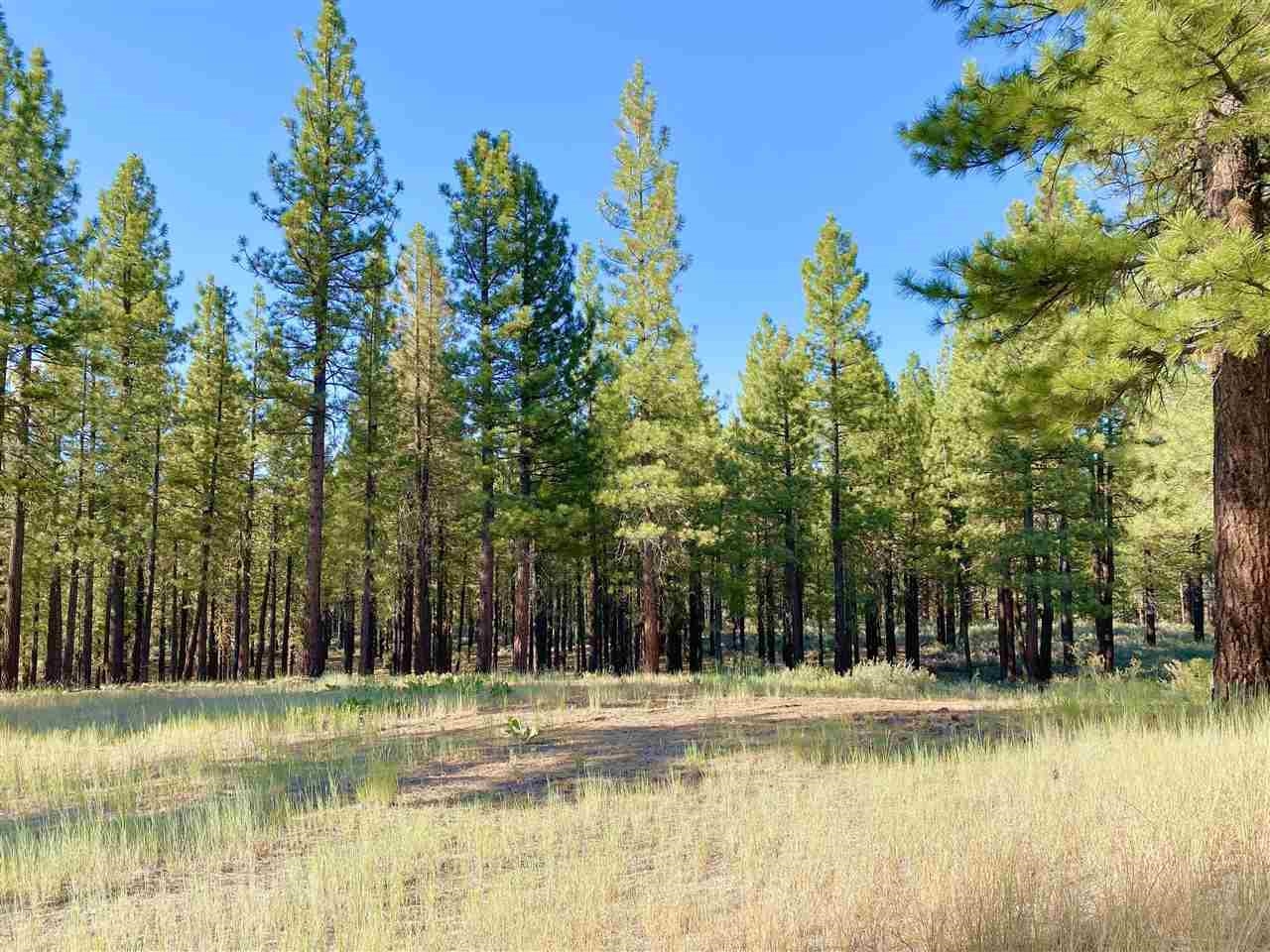 502 Deer Trail, Clio, California image 3