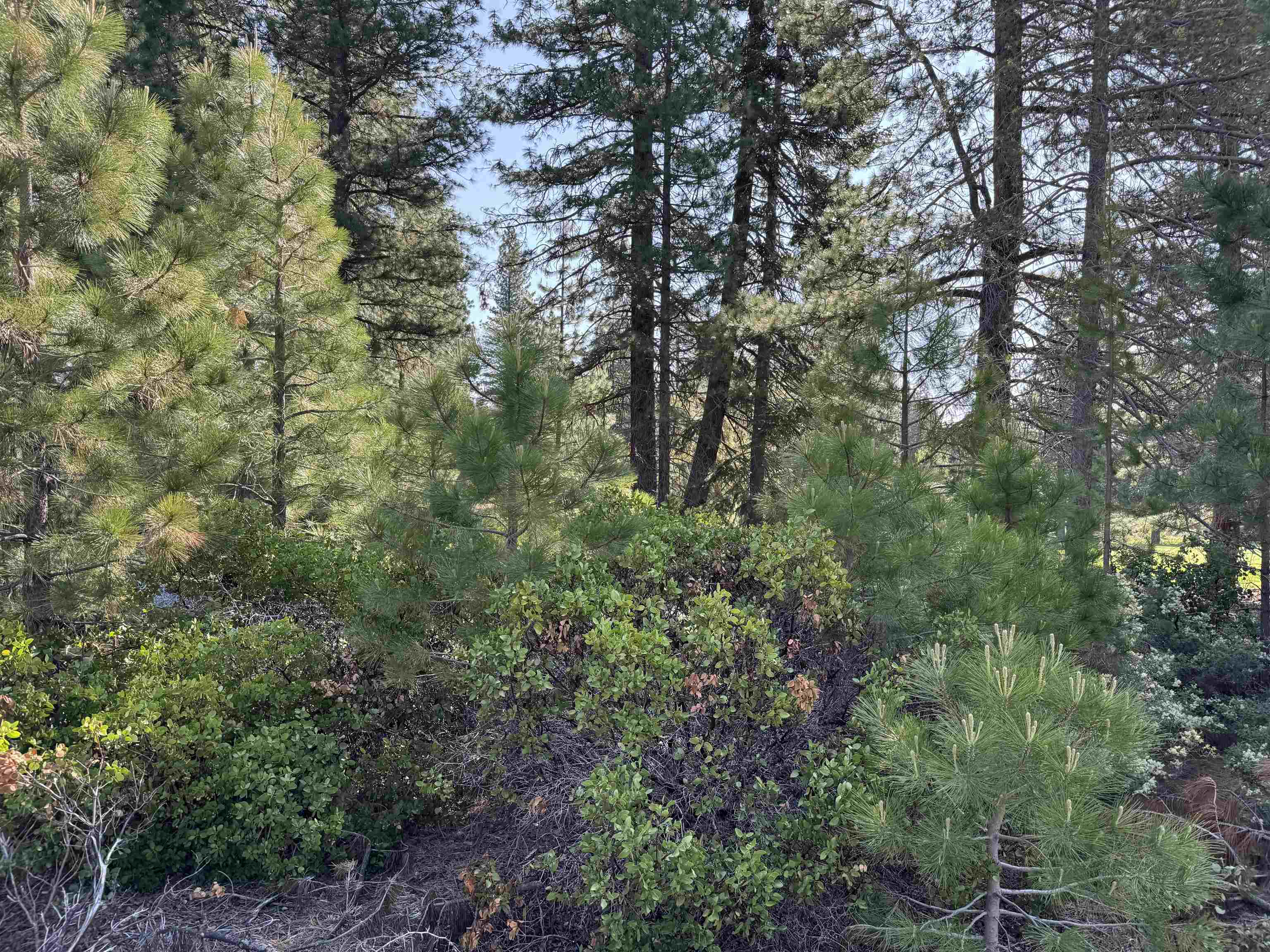 69 Frostwood Lane, Lake Almanor, Texas image 4