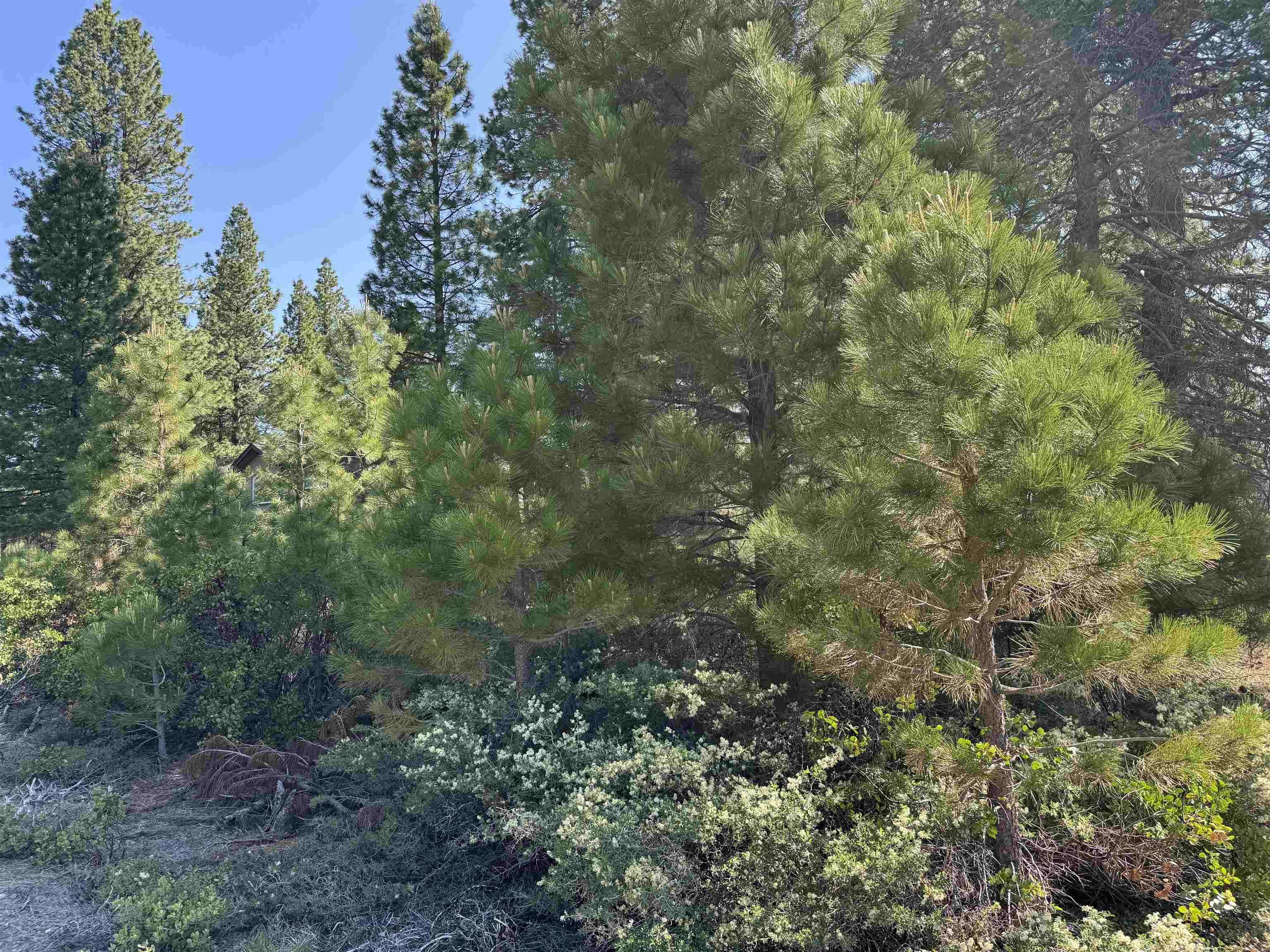 69 Frostwood Lane, Lake Almanor, Texas image 5