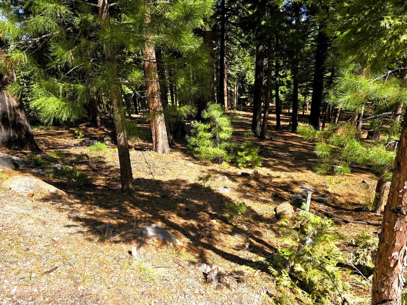 614 E Burnt Cedar Road, Lake Almanor, Texas image 6
