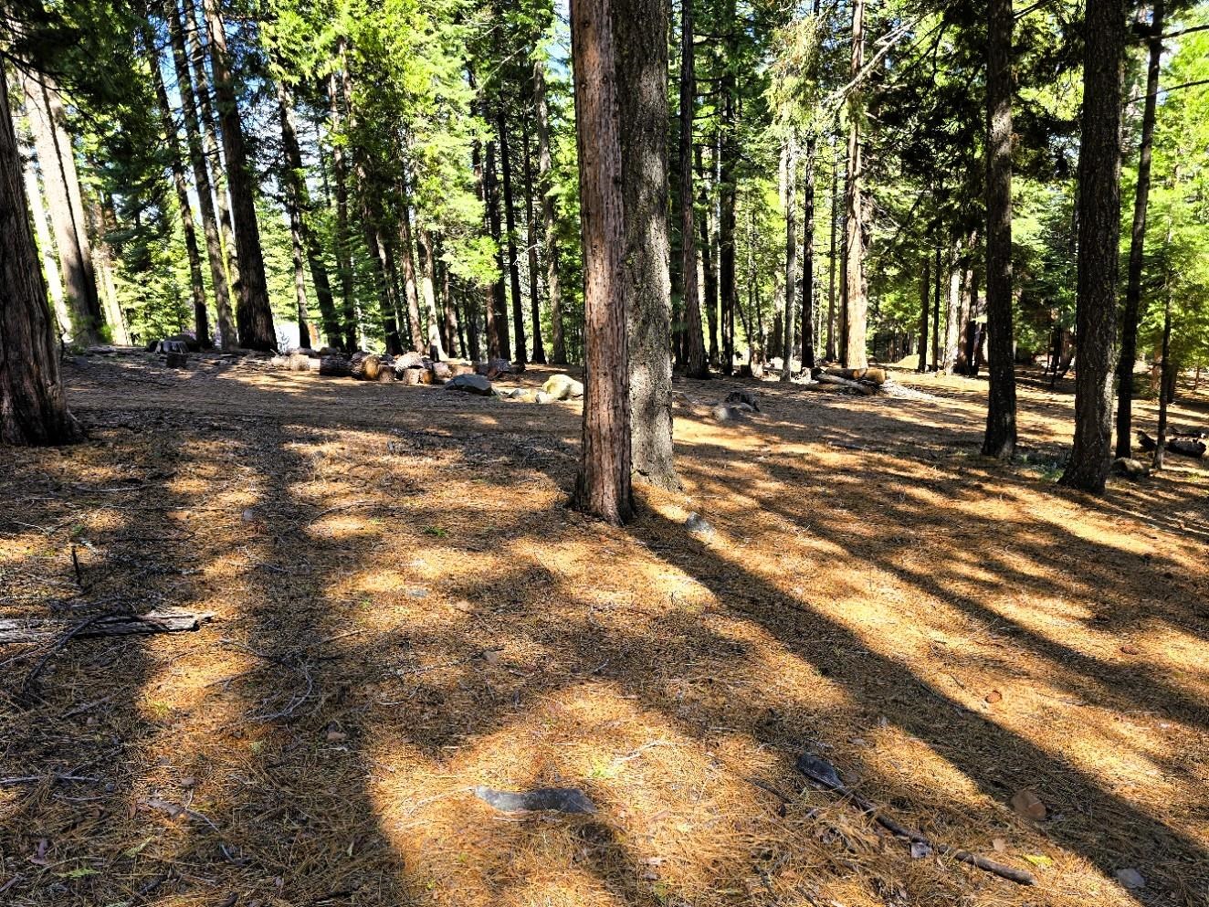 614 E Burnt Cedar Road, Lake Almanor, Texas image 5