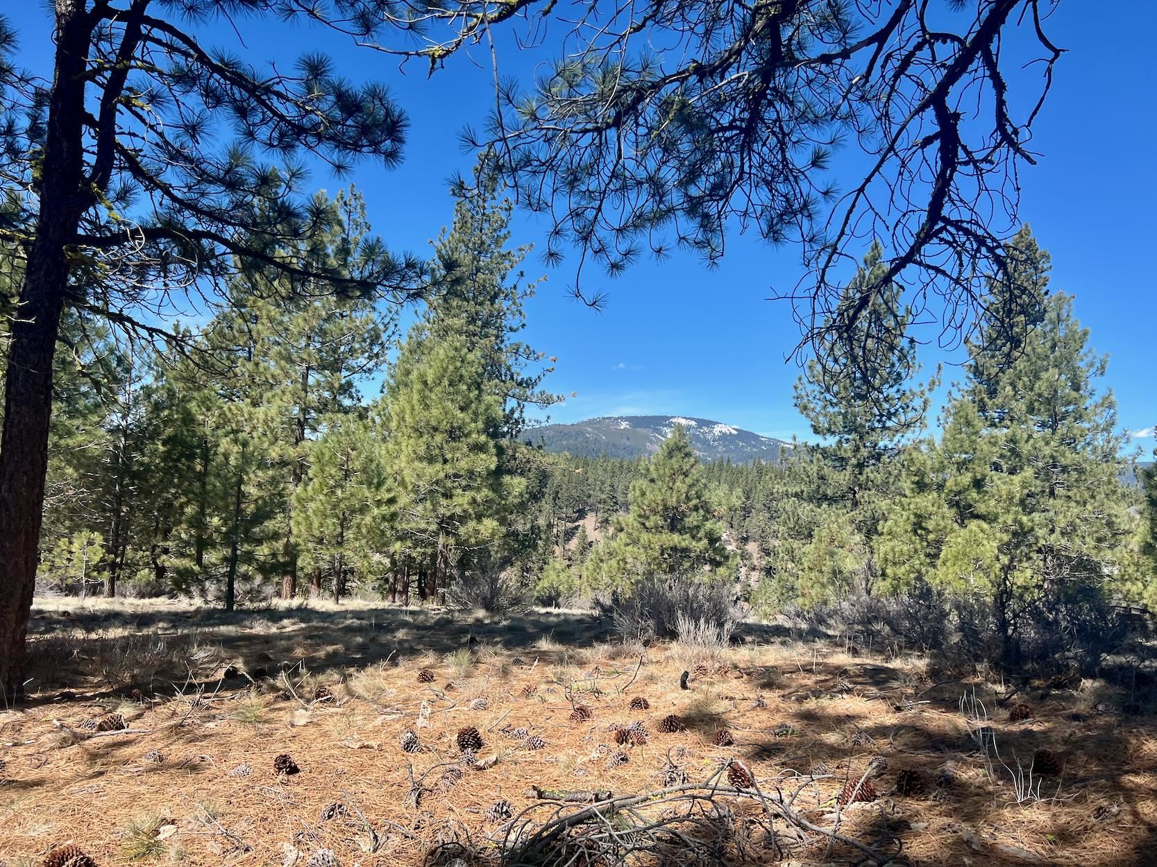 294 Windsong Avenue, Portola, New Mexico image 10