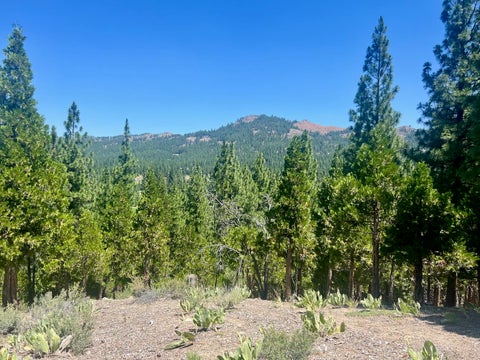 Vacant Land For Sale - 1924 Grizzly Ranch Road Rd<br/> Portola, CA 96122