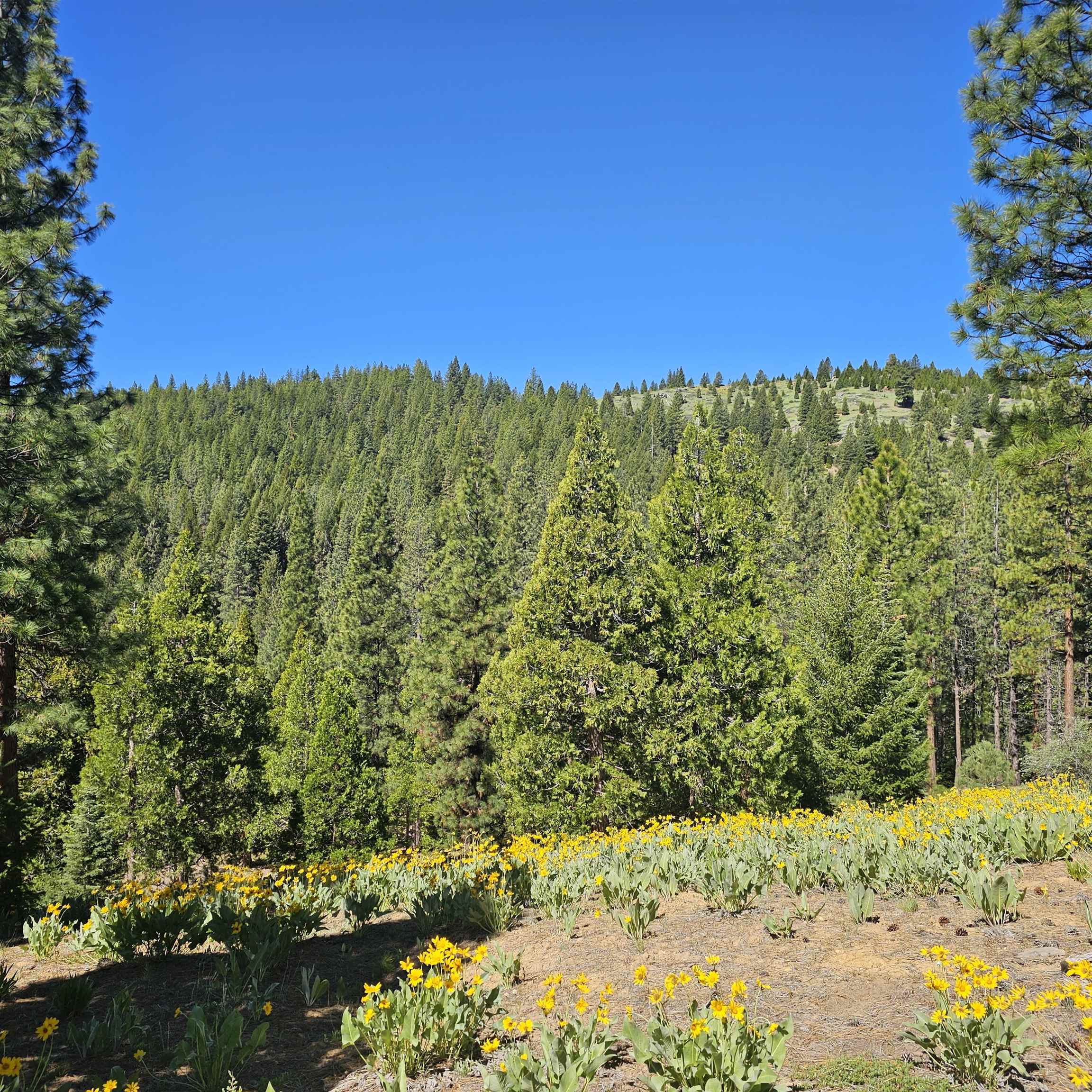 403 Big Grizzly, Portola, New Mexico image 2