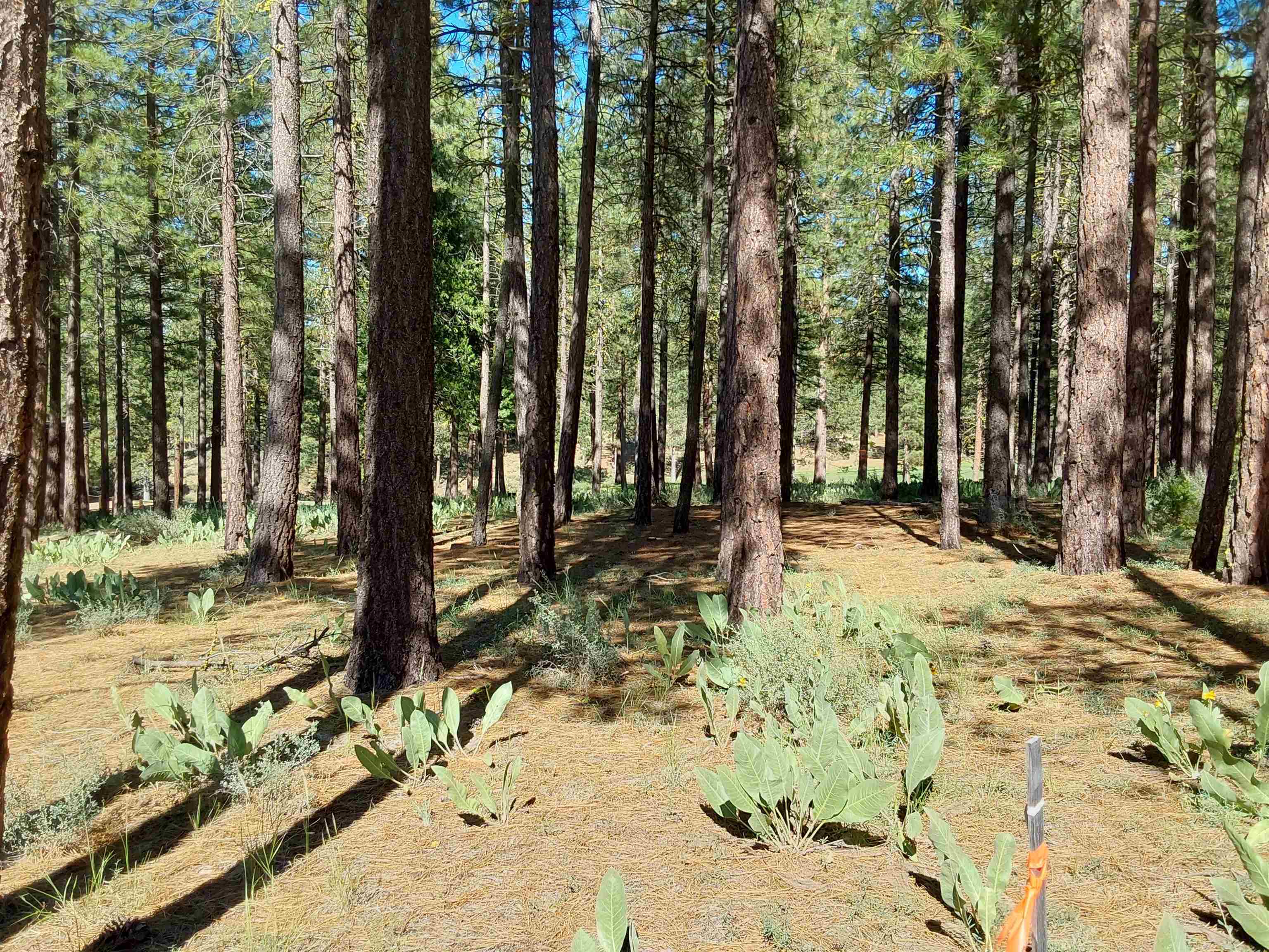 1387 SW Eagle Feather Road #123, Portola, New Mexico image 40