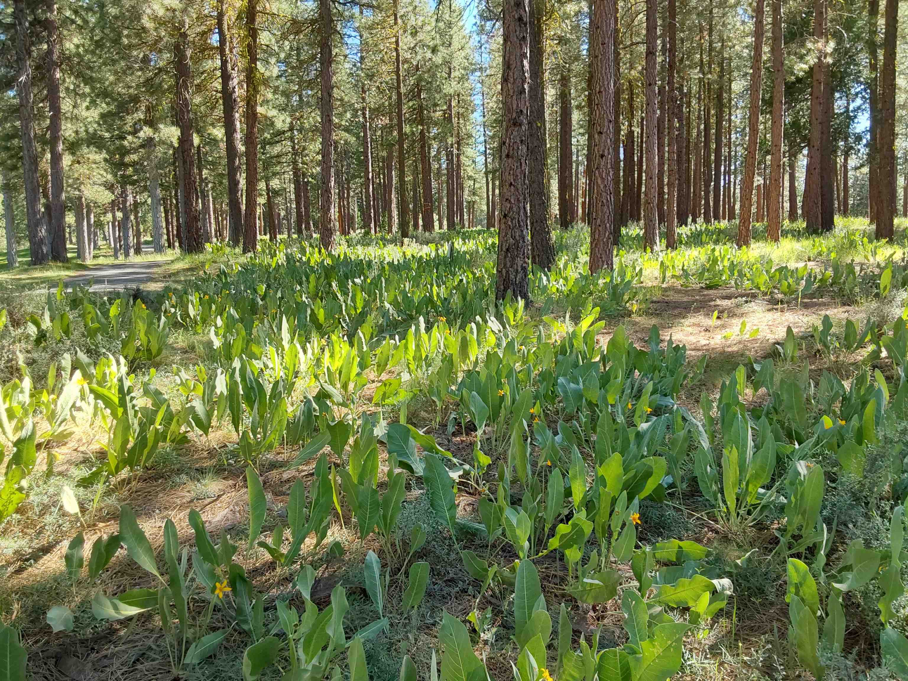 1387 SW Eagle Feather Road #123, Portola, New Mexico image 14