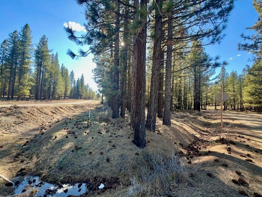 CARRIE ST, TAYLORSVILLE, CA 95983 - Image 7eb488e5ec67871fd7697d0d45dd2b8f/2198501536