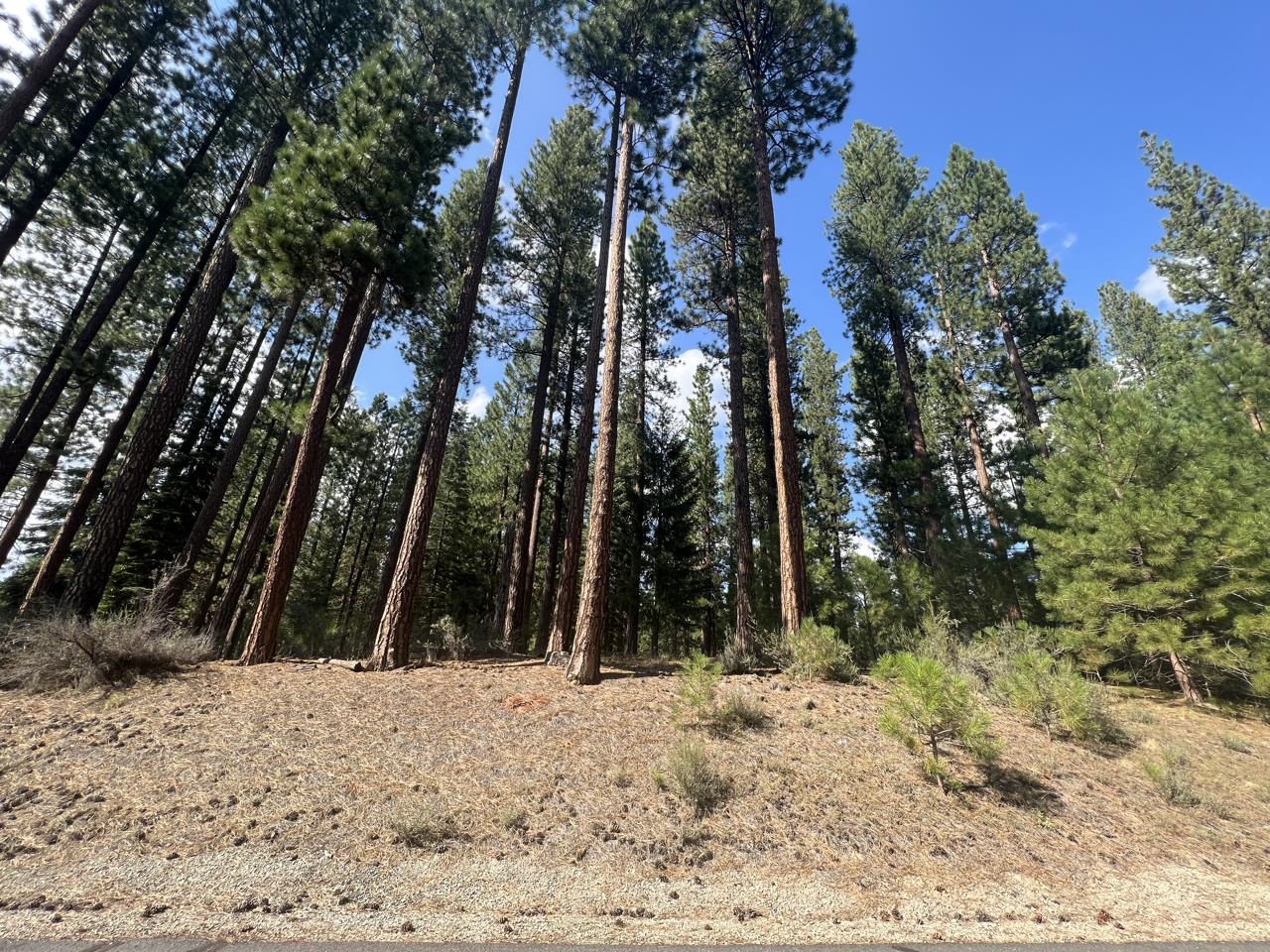 655 Bobcat Trail, Clio, California image 4