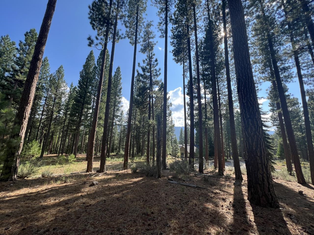 655 Bobcat Trail, Clio, California image 1