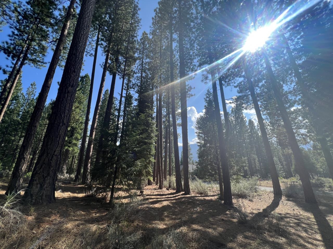 655 Bobcat Trail, Clio, California image 3