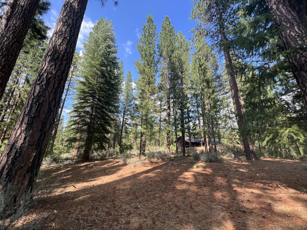 655 Bobcat Trail, Clio, California image 11