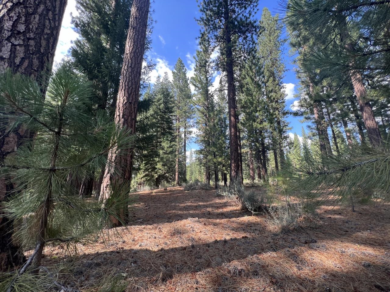 655 Bobcat Trail, Clio, California image 13
