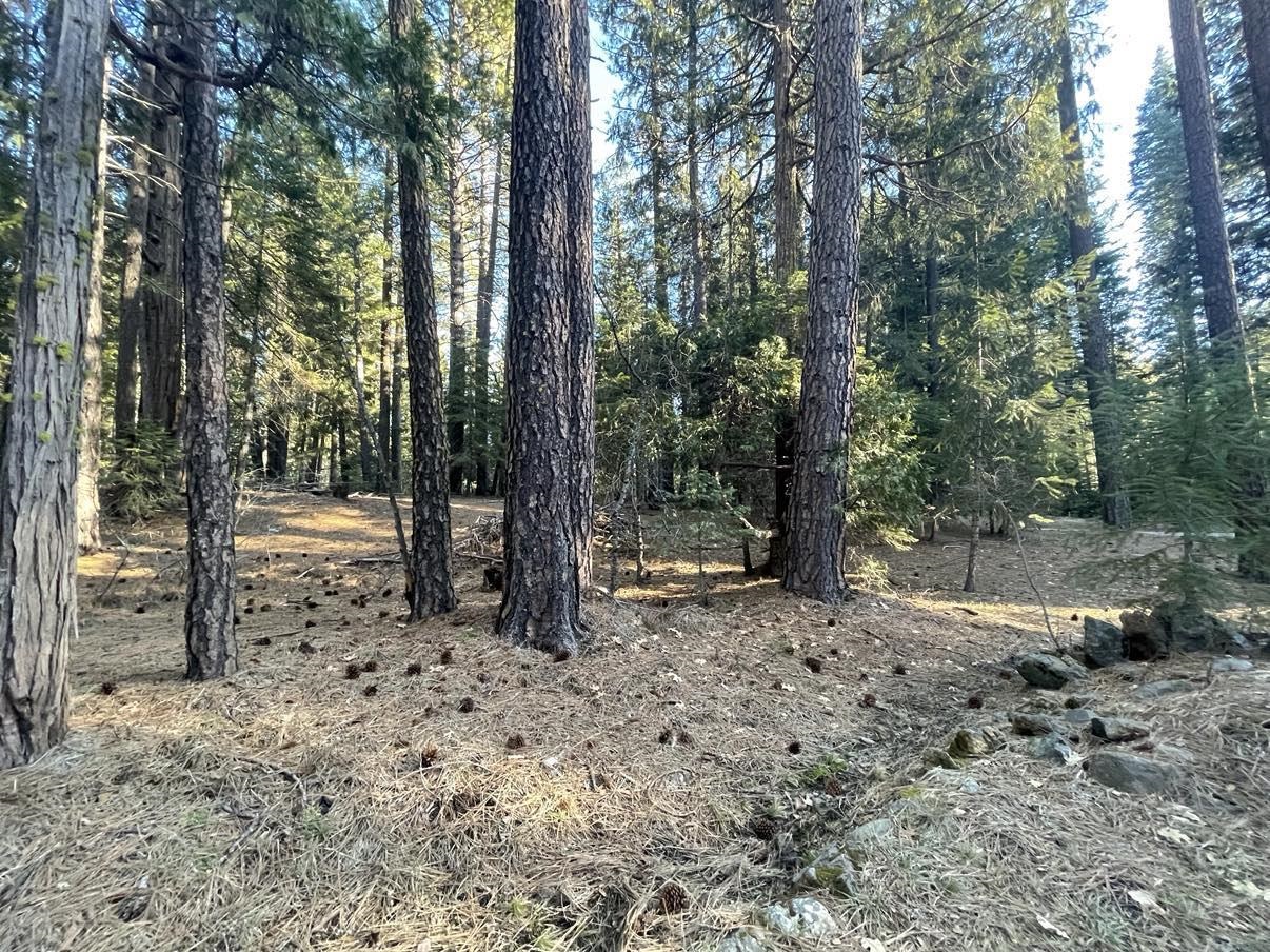 8371 Bucks Lake Road, Meadow Valley, California image 48