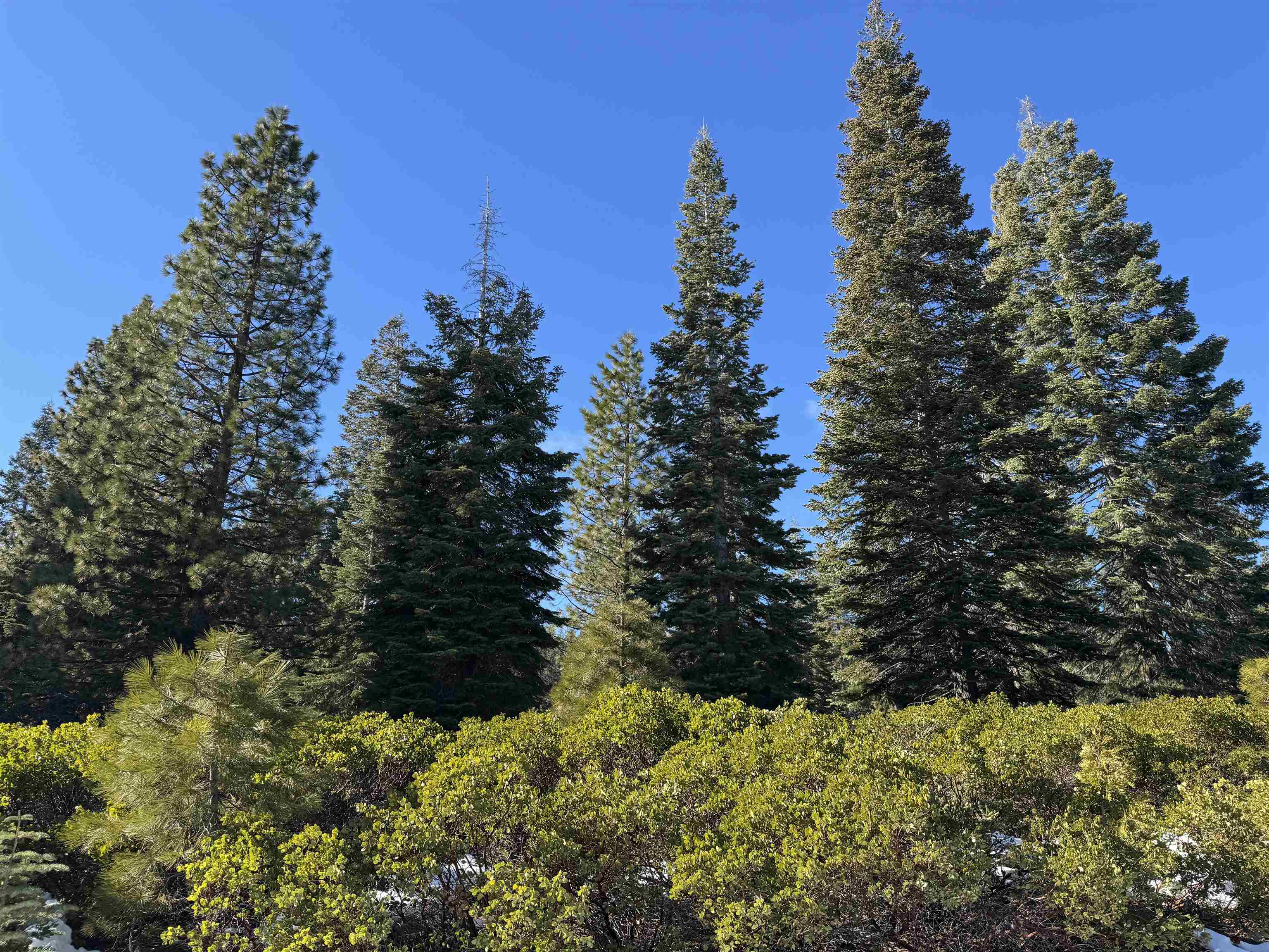 Lake Almanor, California 96137, United States, ,Land,Active,15975