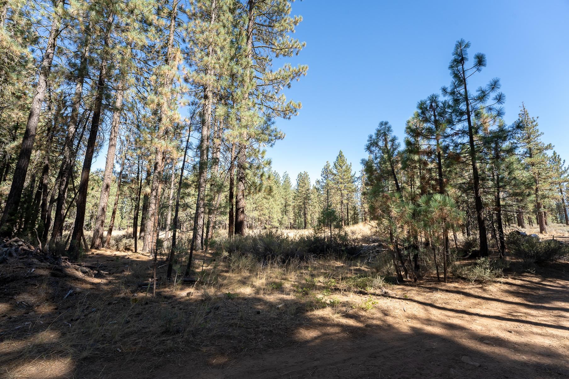240 Bear Way, Portola, New Mexico image 3