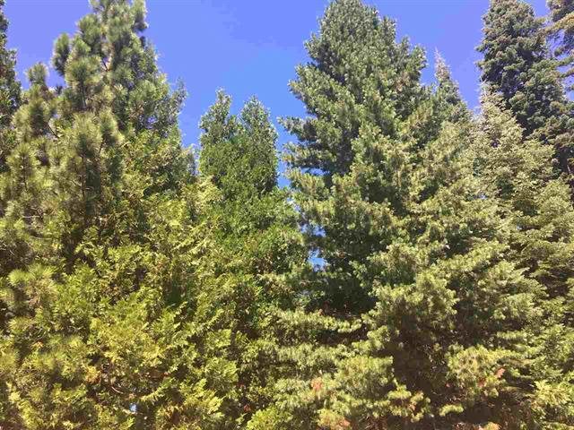 1019 Timber Ridge Road, Lake Almanor, California image 6