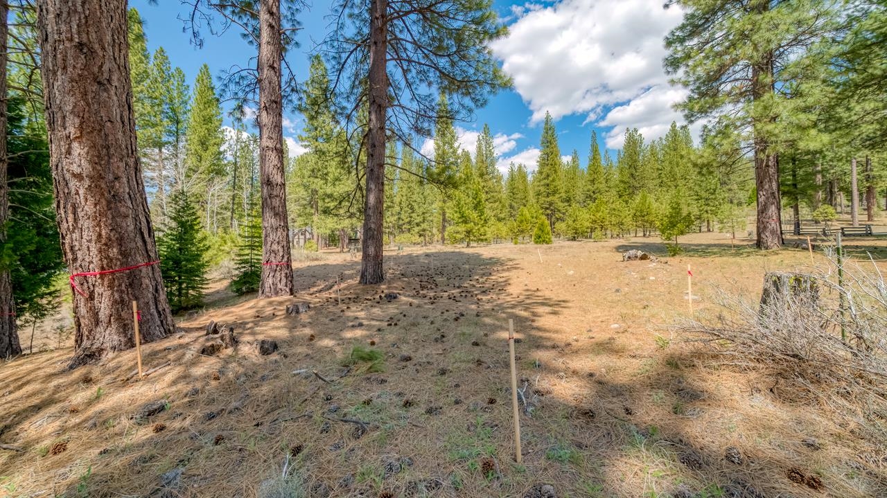 118 Saddle Ridge Road, Clio, California image 11