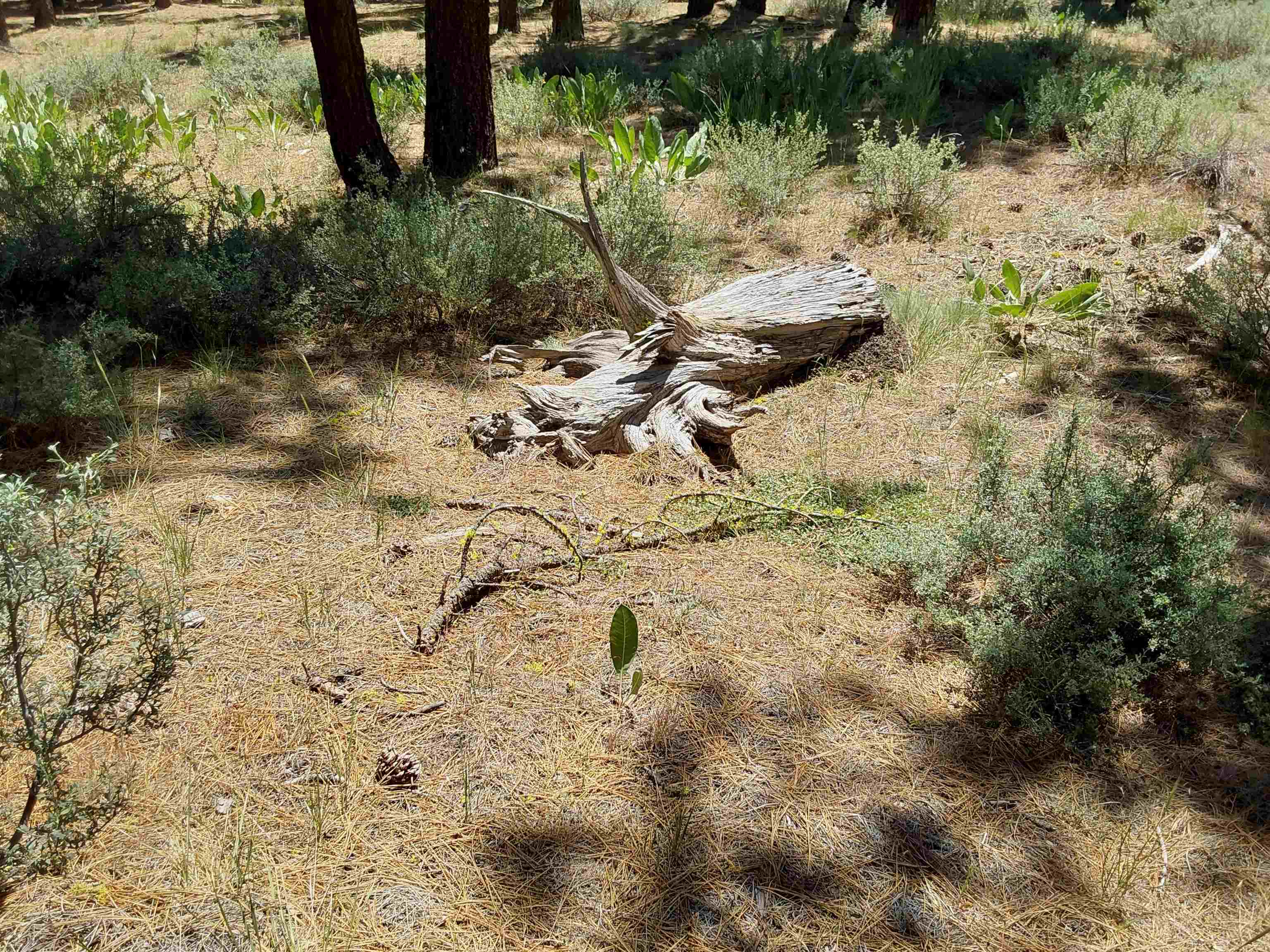 511 S Deer Trail, Portola, New Mexico image 26