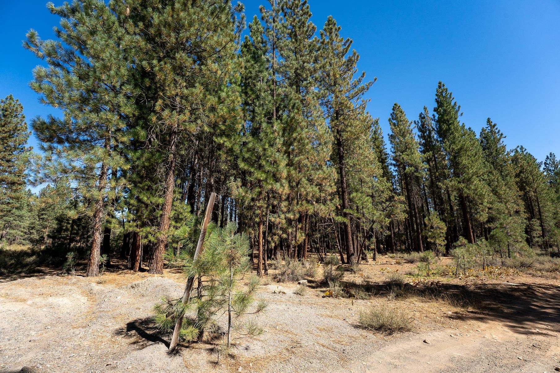167 Bear Way, Portola, California image 2