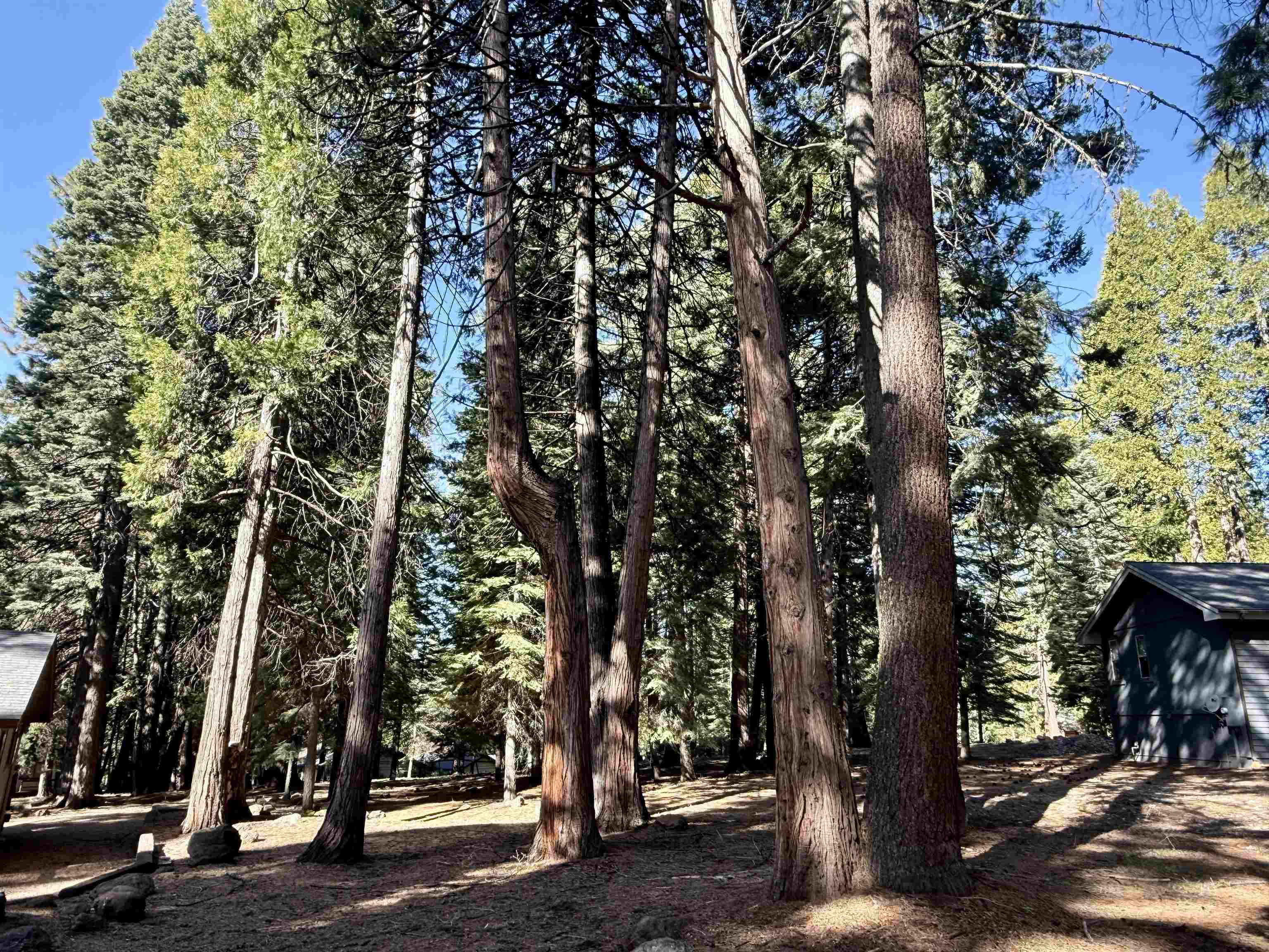 731 Conifer Trail, Lake Almanor, Ohio image 2