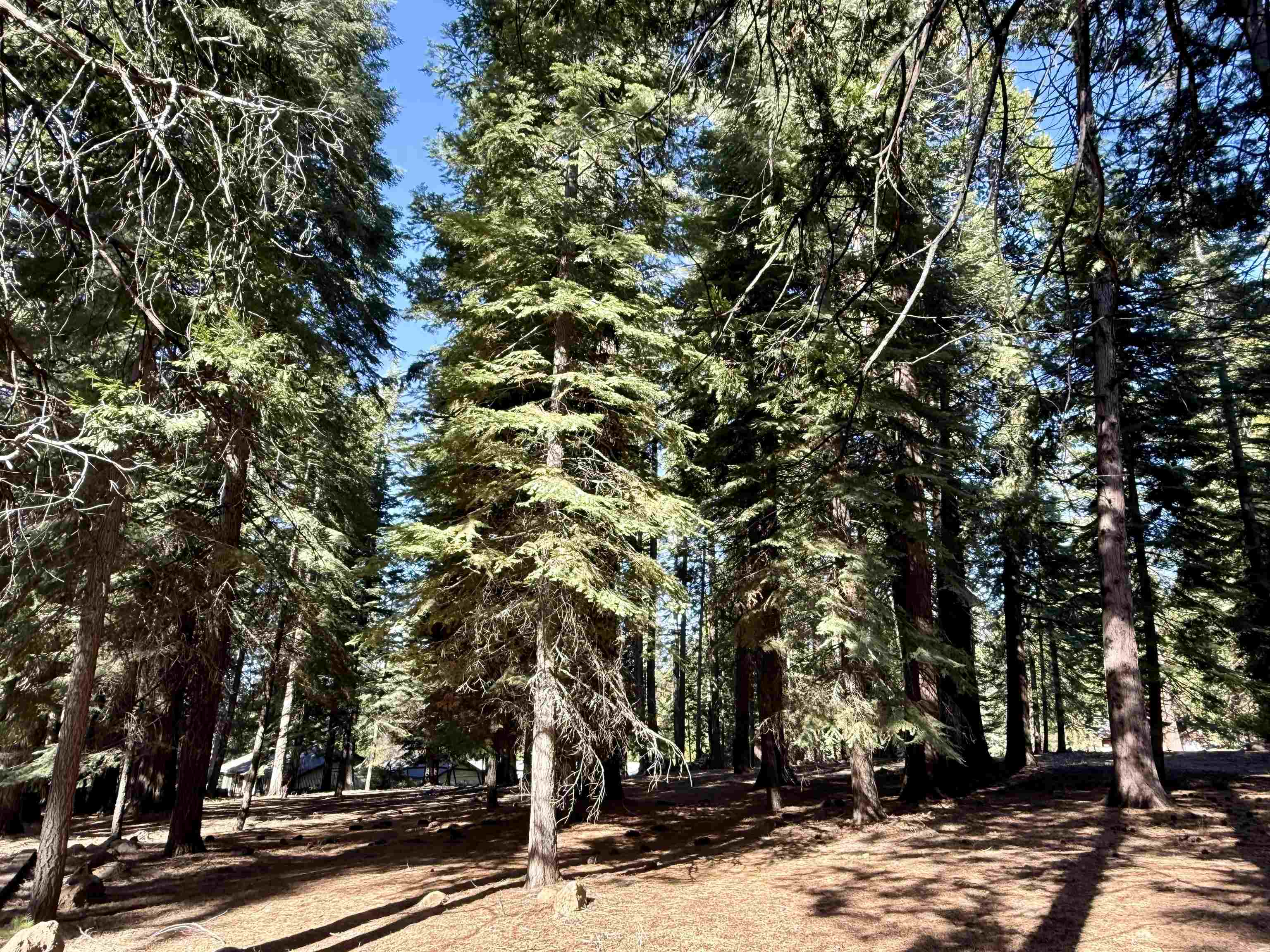 731 Conifer Trail, Lake Almanor, Ohio image 3