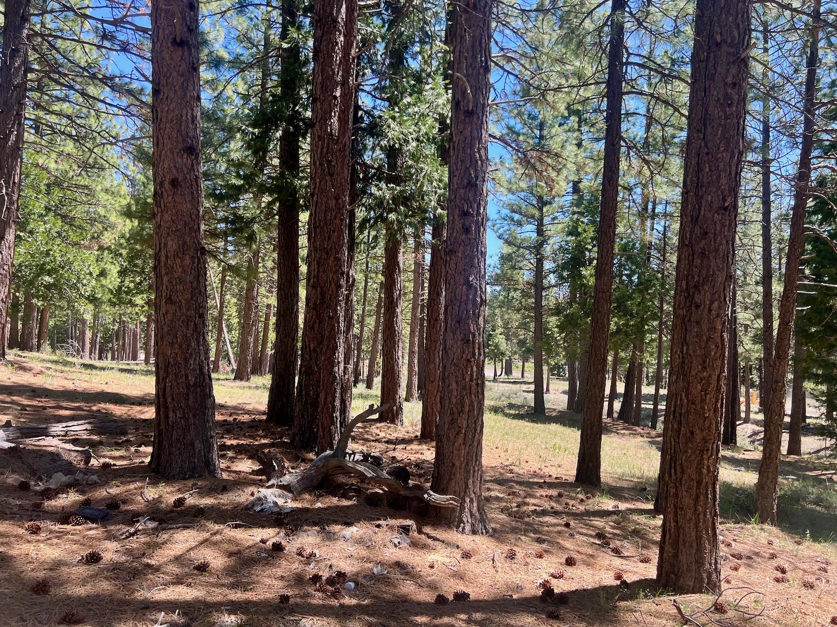 69867 Woodside Drive, Blairsden, New Mexico image 3